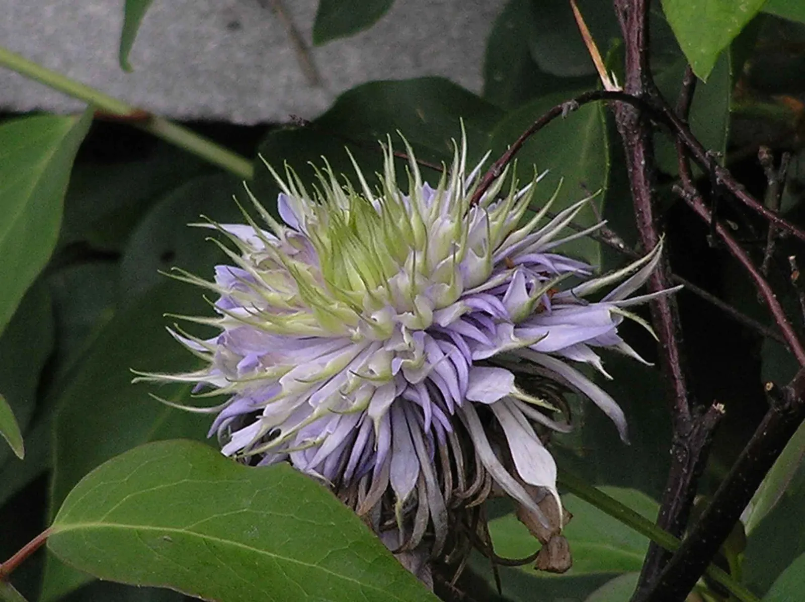 Blue Clematis (Clematis 'Mrs.Cholmondeley') — vine with blue and lavender blooms; with a spread of 3 to 4 feet