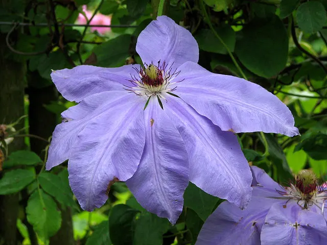 Blue Clematis (Clematis 'Mrs.Cholmondeley') — Prune lightly in late winter; each blossom measures about 6 to 8 inches across and boasts a classic, image 51