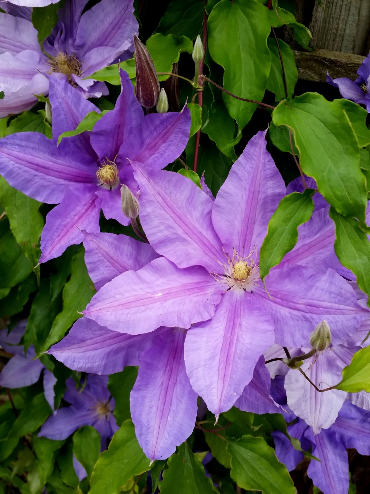 Blue Clematis (Clematis 'Mrs.Cholmondeley') — Cholmondeley' is a Group 2 or B type, indicating that it produces flowers on both old and new wood, image 81