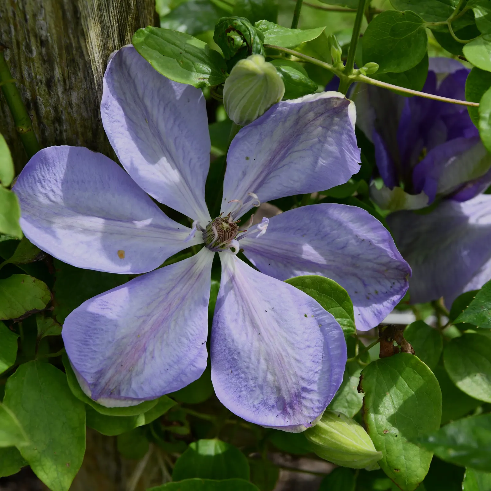 Blue Clematis (Clematis 'Mrs.Cholmondeley') — lavender-blue flowers‚Äîup to 7 inches in diameter‚Äîwith contrasting creamy stamens