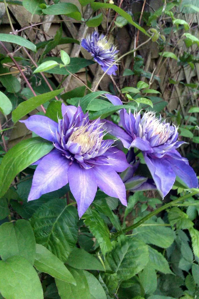 Blue Clematis (Clematis 'Mrs.Cholmondeley') — or arbors to showcase its vertical beauty