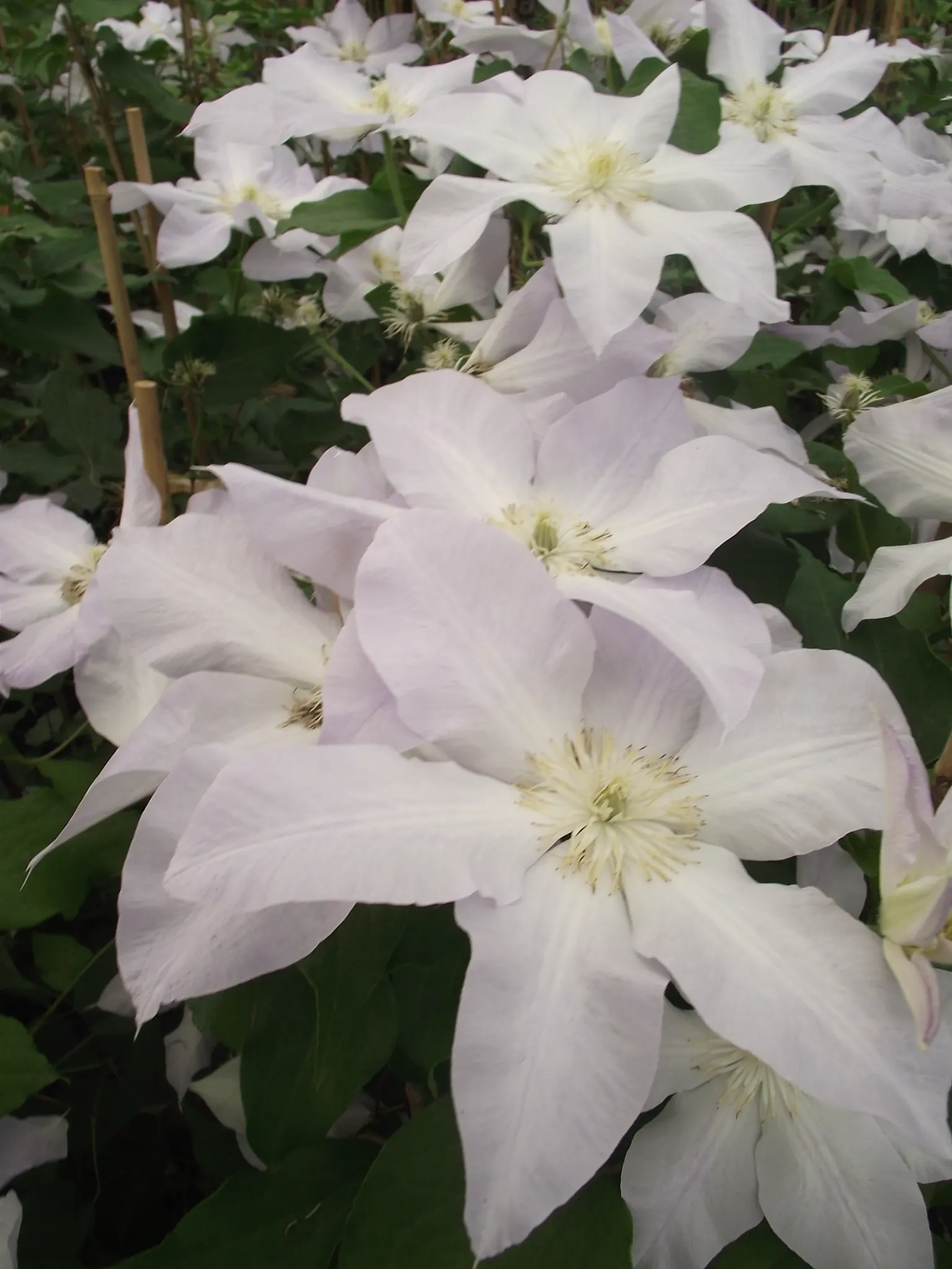 Blue Clematis (Clematis 'Mrs.Cholmondeley') — The Blue Clematis, notably the Clematis 'Mrs; vine for full or half