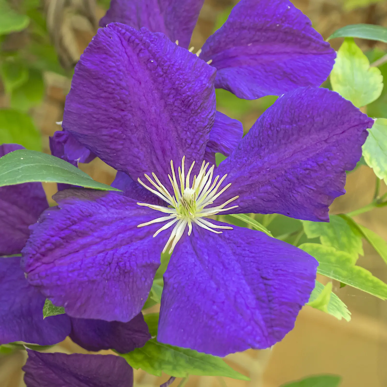 Blue Clematis (Clematis 'Mrs.Cholmondeley') — vine with blue and lavender blooms