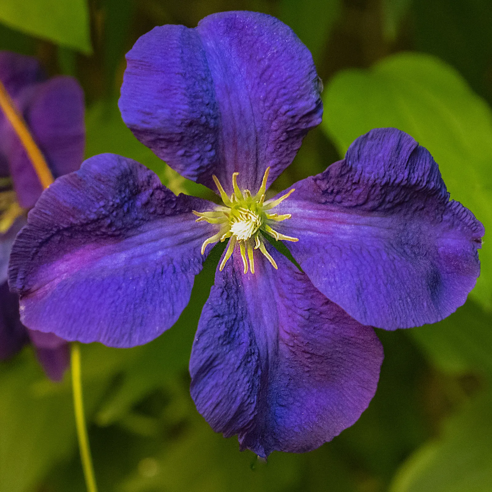 Blue Clematis (Clematis 'Mrs.Cholmondeley') — Cholmondeley', is a cherished cultivar acclaimed for its sizable, arresting blue-violet flowers; the, image 77