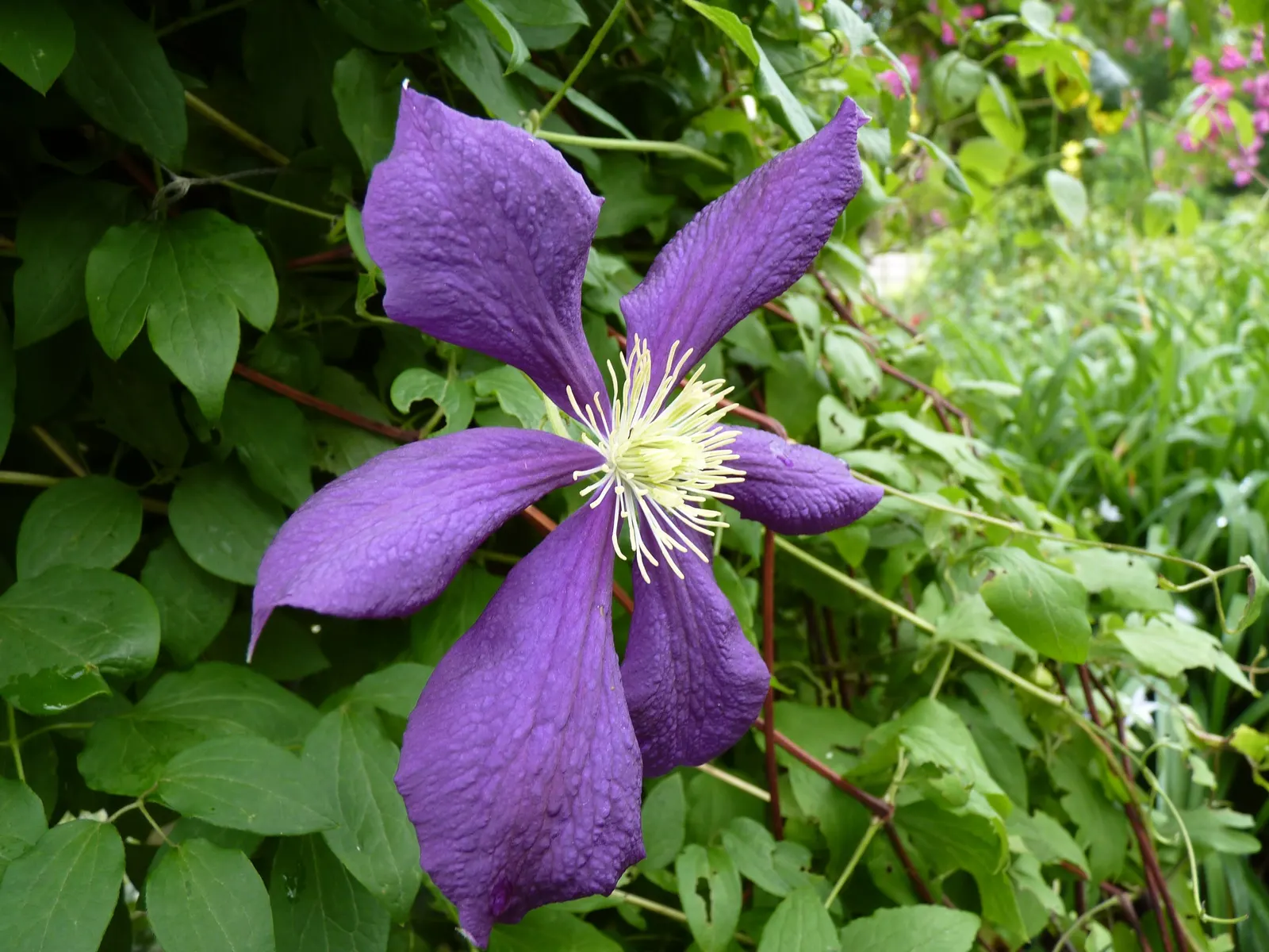 Blue Clematis (Clematis 'Mrs.Cholmondeley') — Each blossom measures about 6 to 8 inches across and boasts a classic clematis form; when integrating into a
