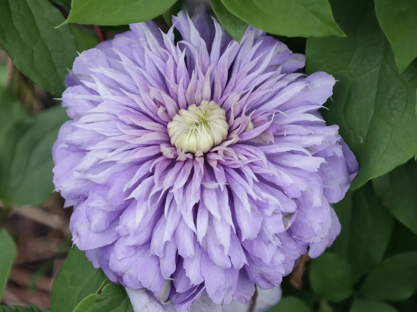 Blue Clematis (Clematis 'Mrs.Cholmondeley') — blue and lavender flowers in the garden