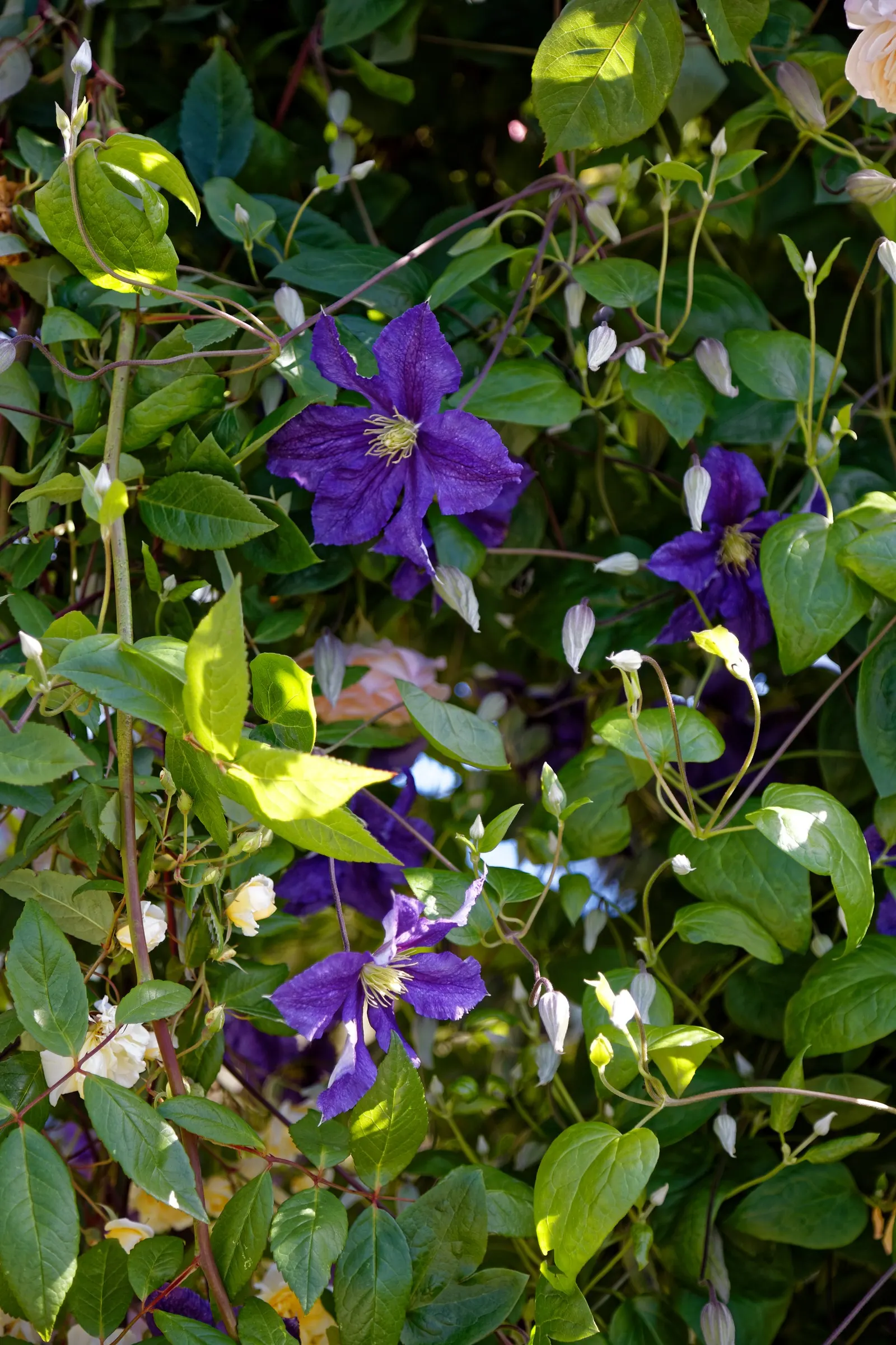 Blue Clematis (Clematis 'Mrs.Cholmondeley') — An east- or west-facing position is ideal; cholmondeley' is an early bloomer, image 63
