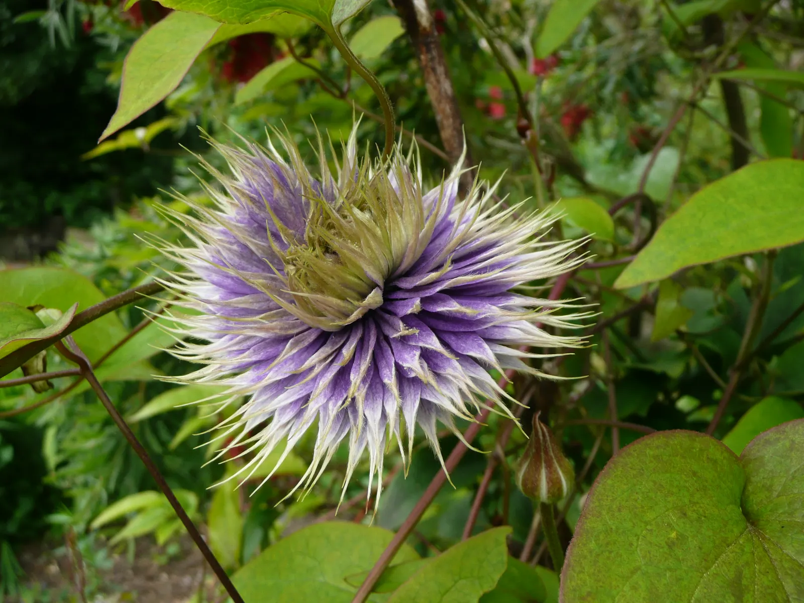 Blue Clematis (Clematis 'Mrs.Cholmondeley') — Each blossom measures about 6 to 8 inches across and boasts a classic clematis form; when integrating, image 55