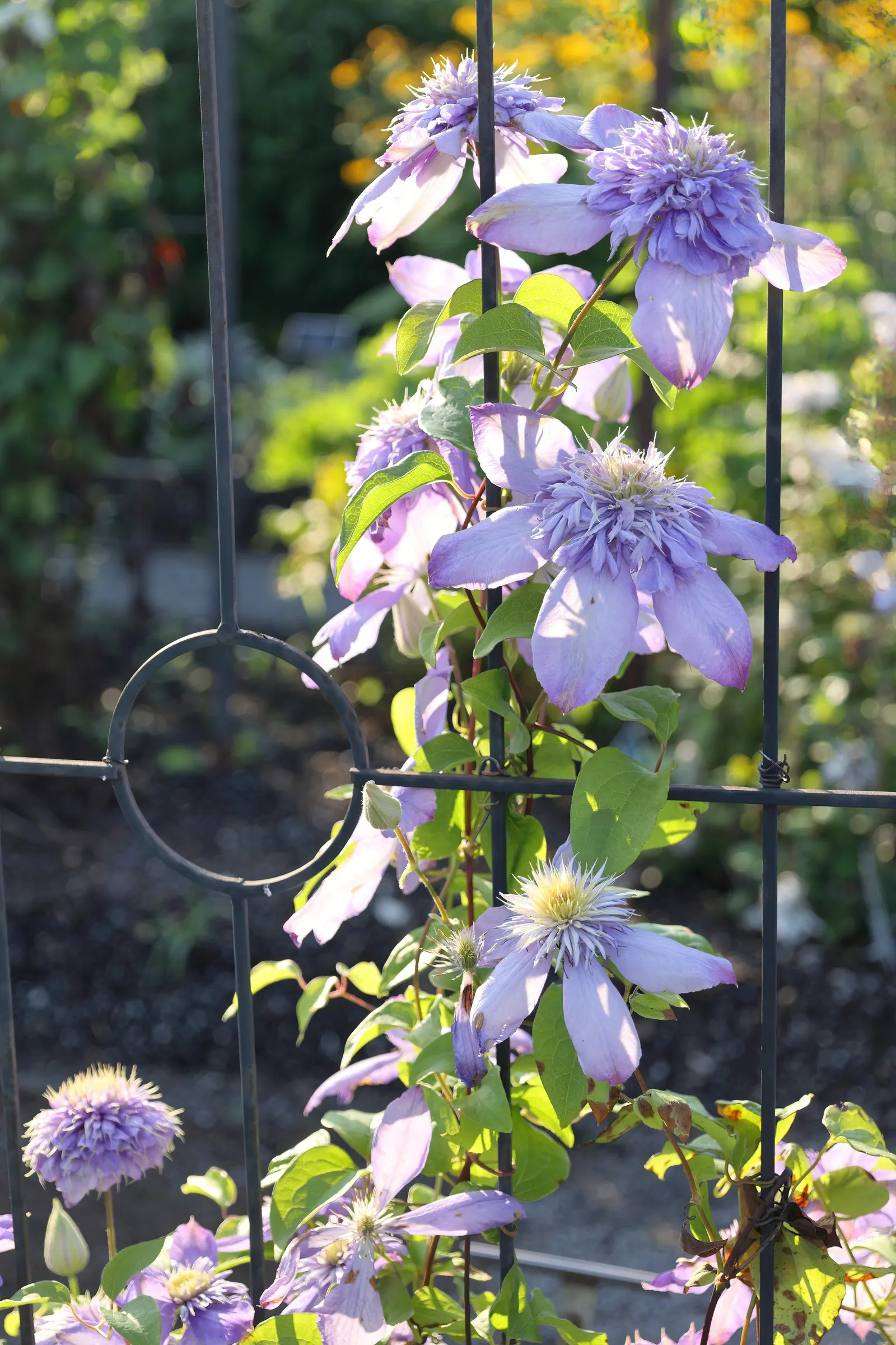 Blue Clematis (Clematis 'Mrs.Cholmondeley') — with an average of six to eight sepals that resemble petals