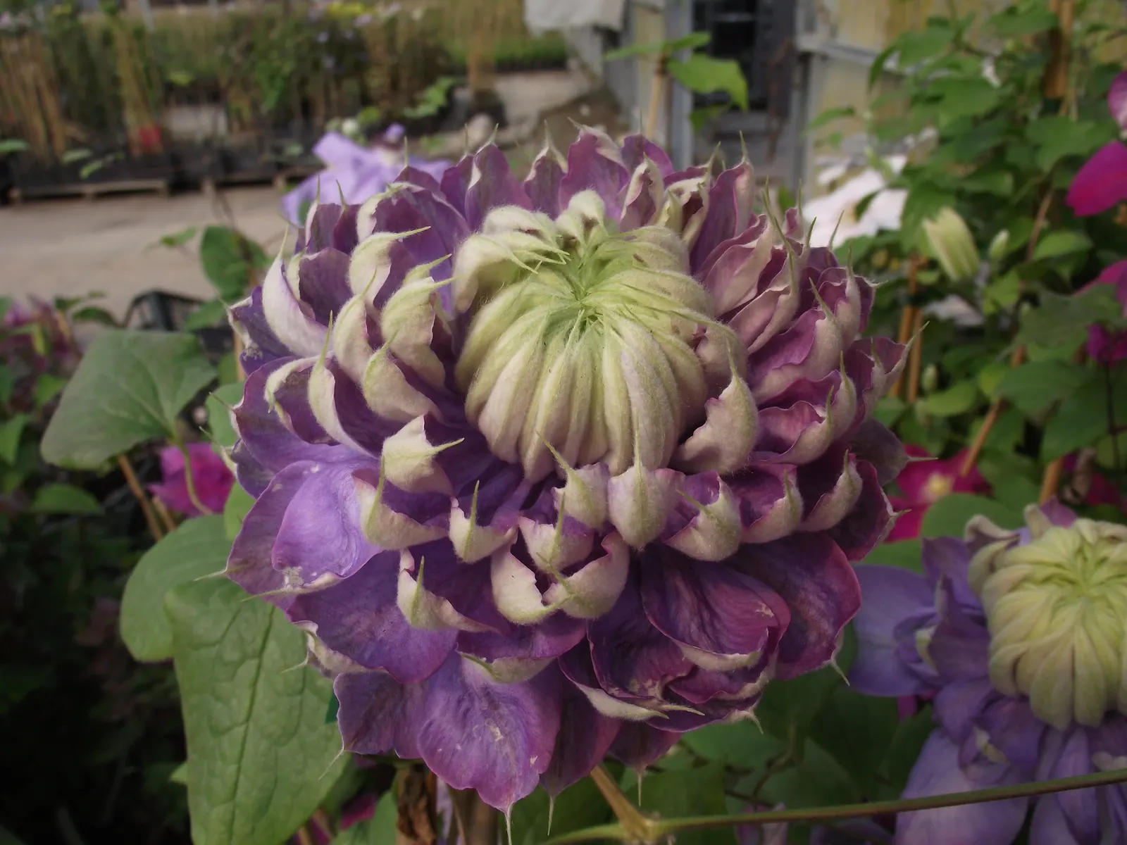 Blue Clematis (Clematis 'Mrs.Cholmondeley') — providing the plant with ample sunlight on its flowering tops while keeping the root zone shaded and, image 41