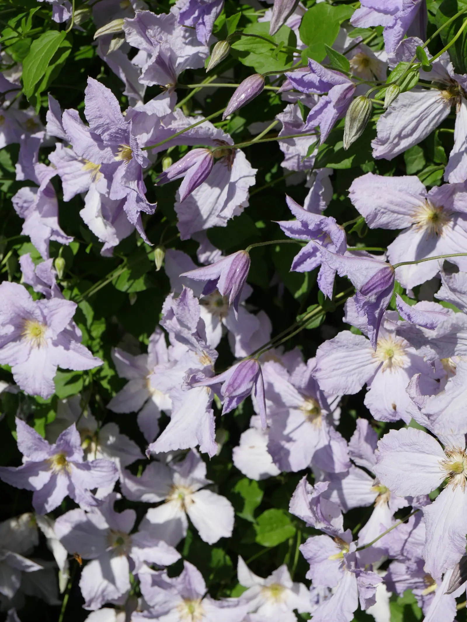 Blue Clematis (Clematis 'Mrs.Cholmondeley') — it requires support such as trellises