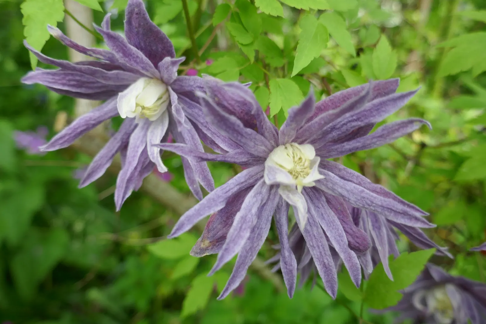 Blue Clematis (Clematis 'Mrs.Cholmondeley') — lavender-blue flowers‚Äîup to 7 inches in diameter‚Äîwith contrasting creamy stamens; this variety, image 48