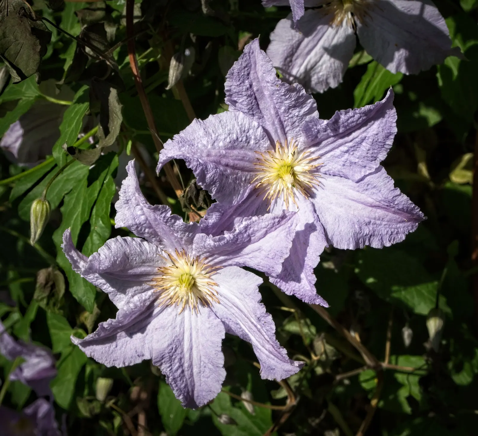 Blue Clematis (Clematis 'Mrs.Cholmondeley') — Cholmondeley' is an early bloomer; plant in well-drained soil with the base shaded and crown in full, image 70