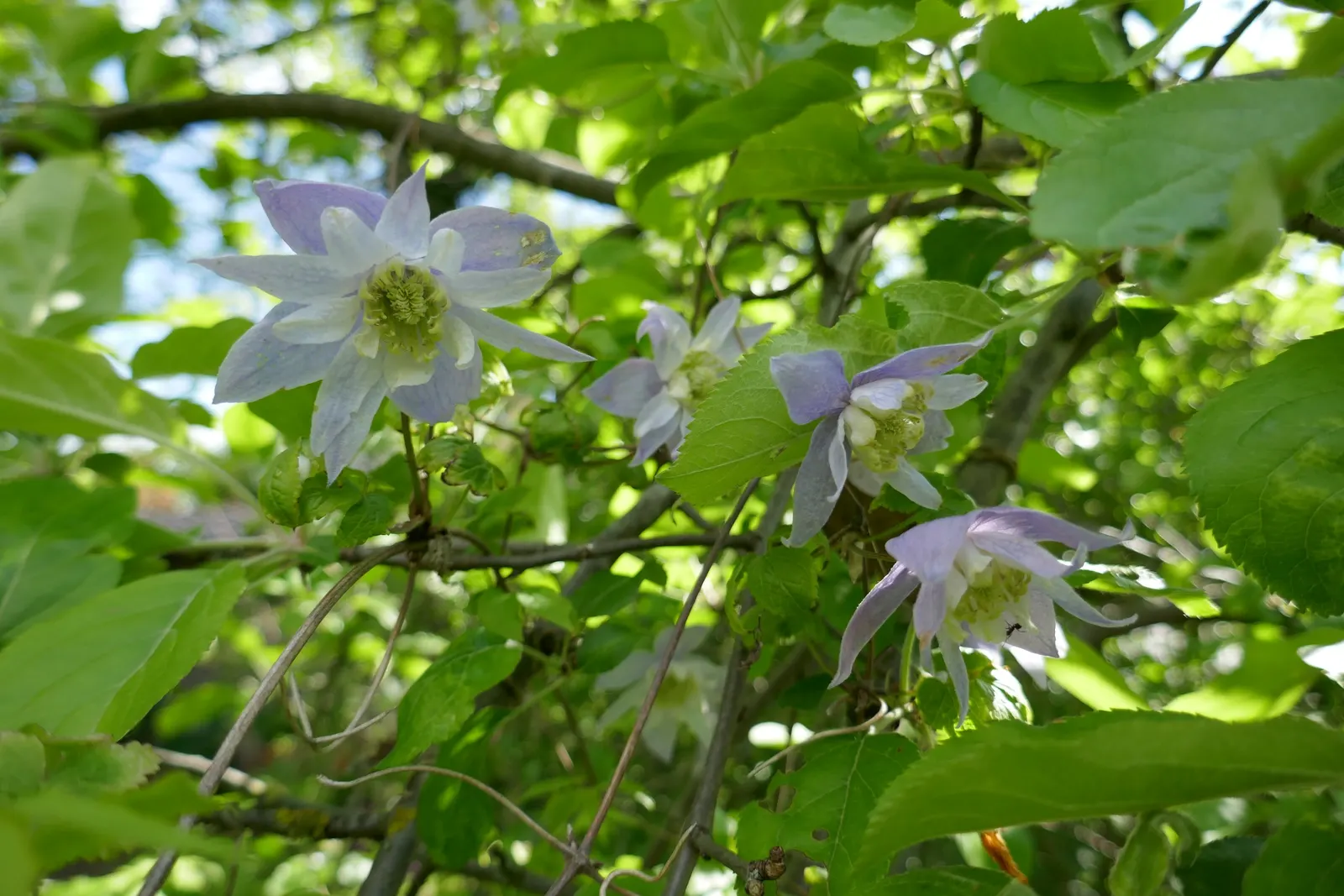 Blue Clematis (Clematis 'Mrs.Cholmondeley') — A stunning climber, ideal for trellises and arbors