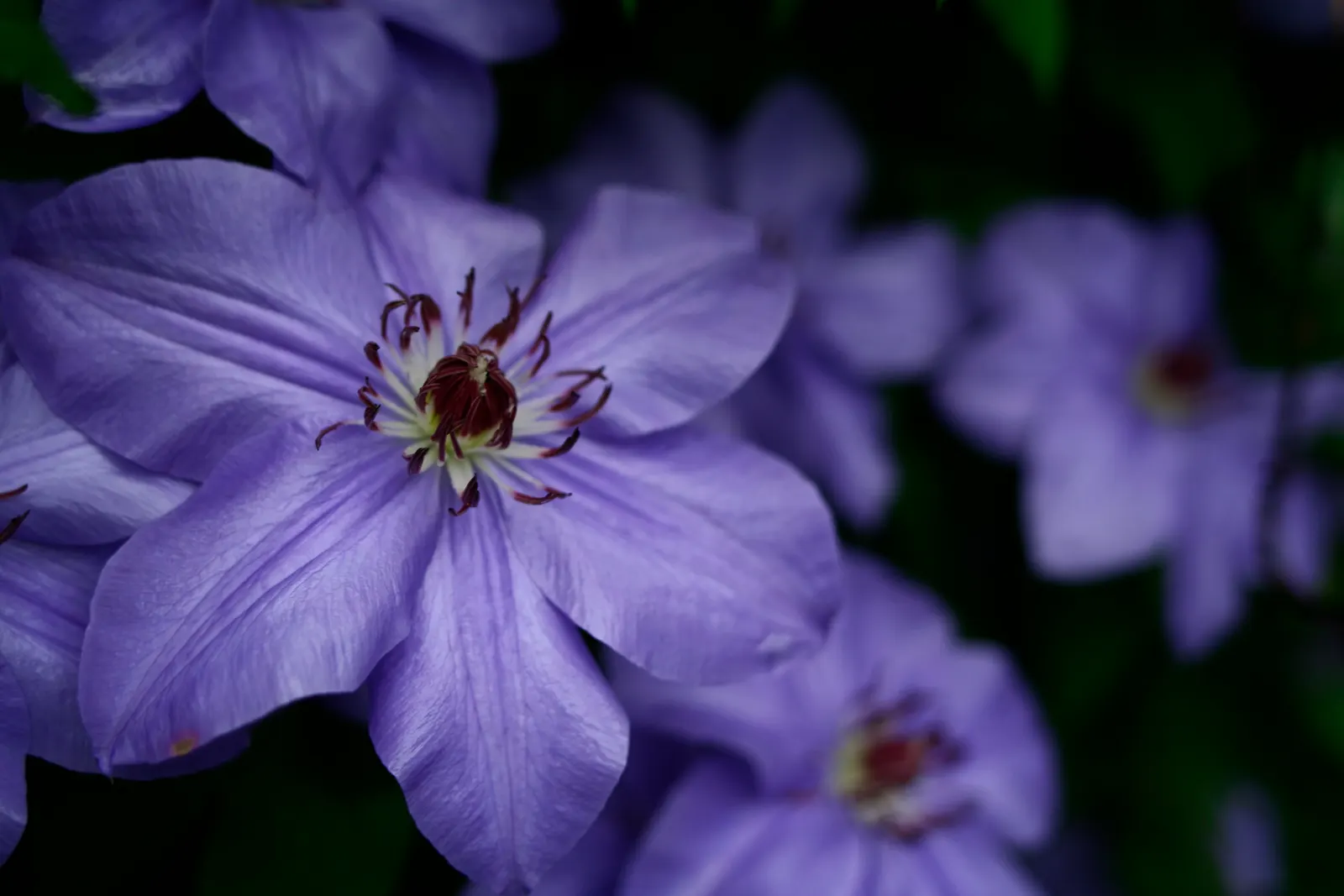 Blue Clematis (Clematis 'Mrs.Cholmondeley') — lavender-blue flowers‚Äîup to 7 inches in diameter‚Äîwith contrasting creamy stamens; this variety blooms