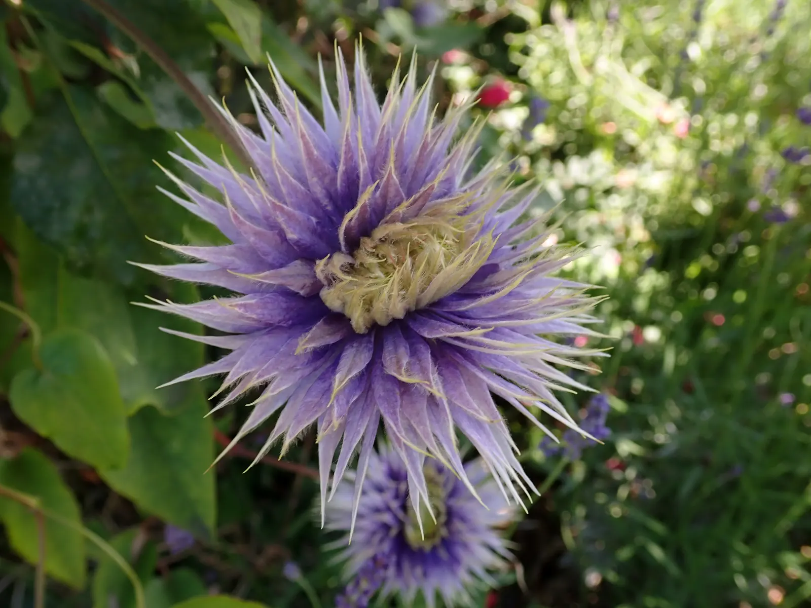 Blue Clematis (Clematis 'Mrs.Cholmondeley') — it requires support such as trellises; with an average of six to eight sepals that resemble petals, image 84