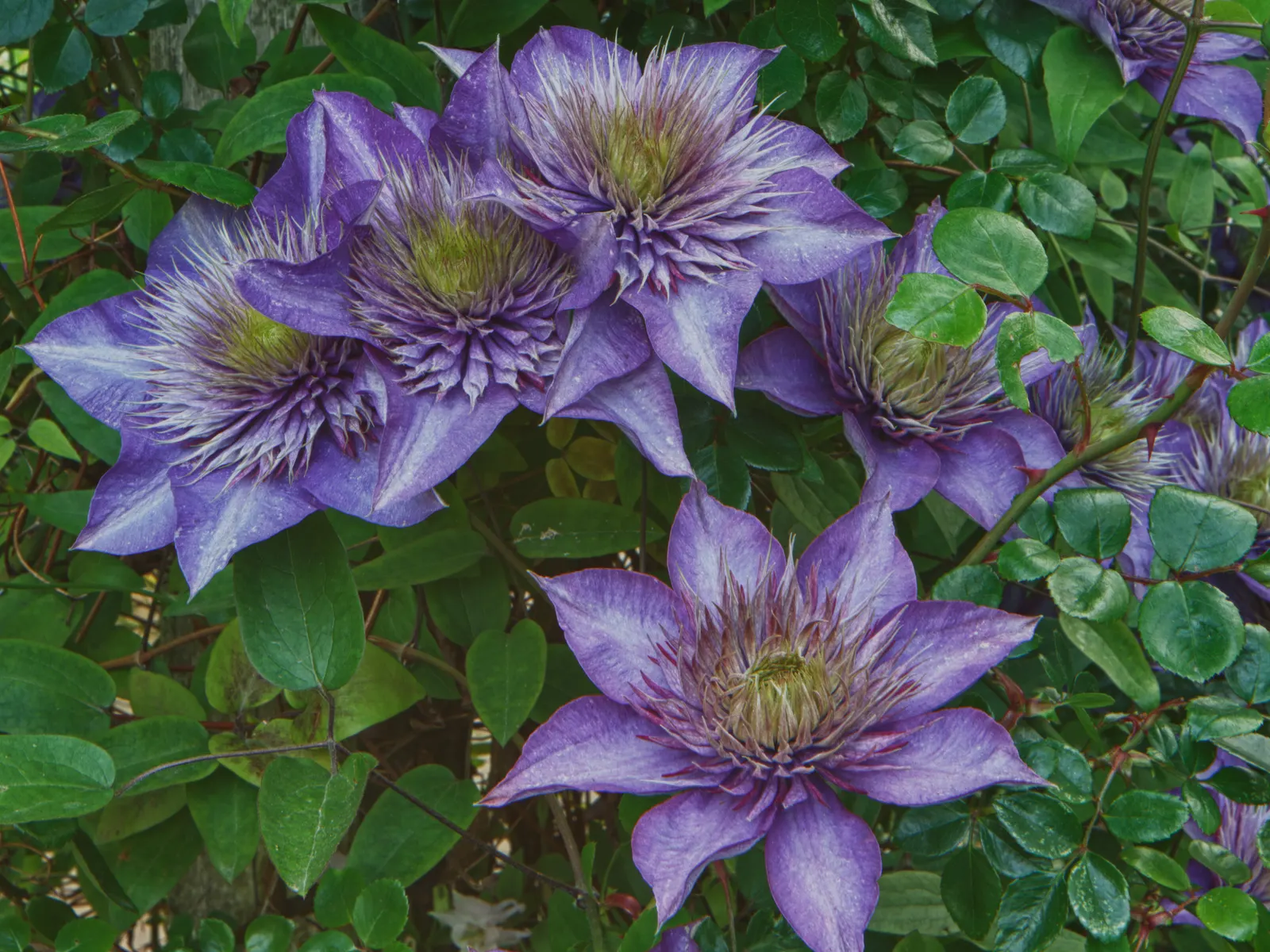 Blue Clematis (Clematis 'Mrs.Cholmondeley') — Prune lightly in late winter; each blossom measures about 6 to 8 inches across and boasts a classic, image 74