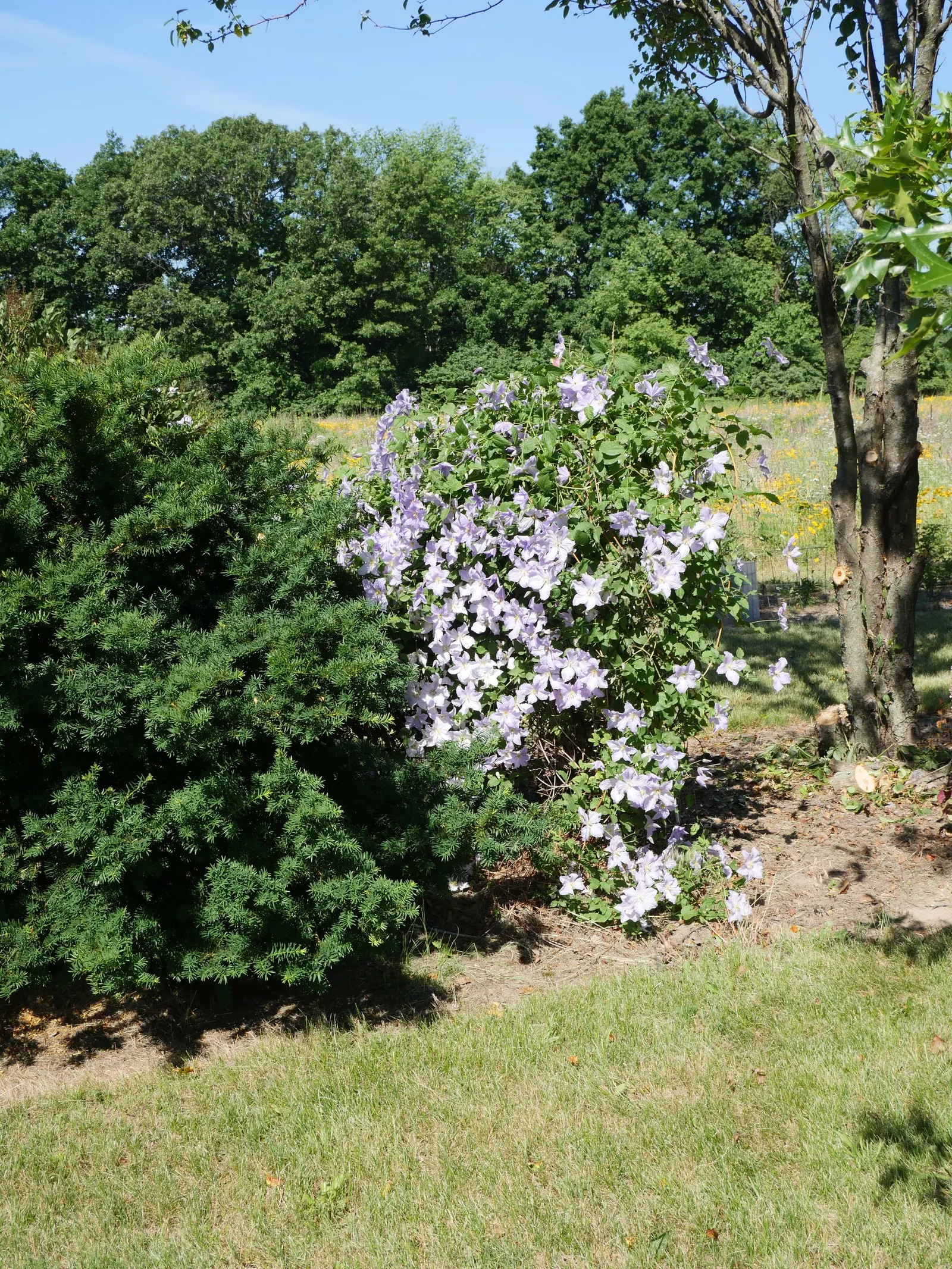 Blue Clematis (Clematis 'Mrs.Cholmondeley') — Cholmondeley', is a cherished cultivar acclaimed for its sizable, arresting blue-violet flowers