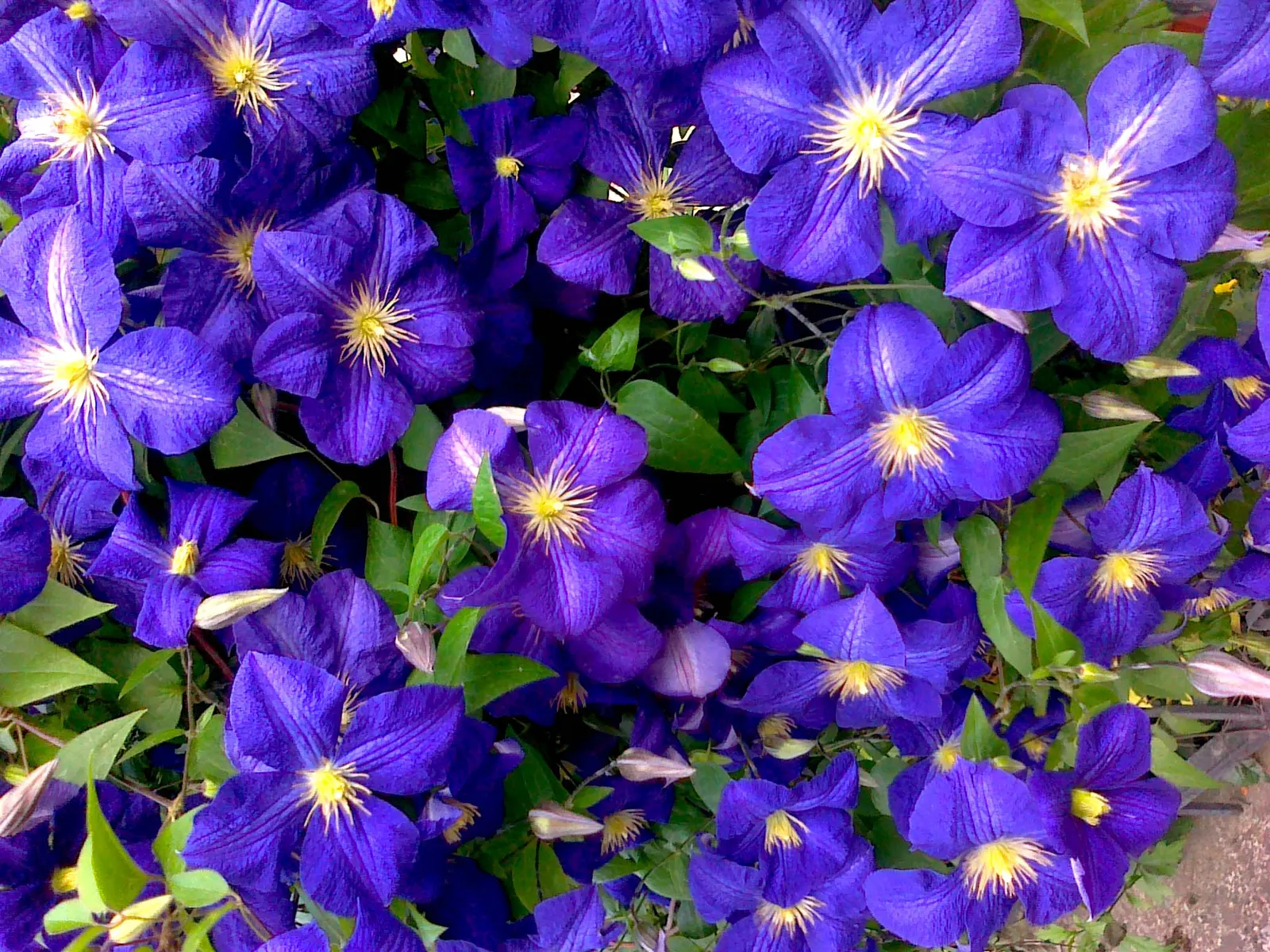 Blue Clematis (Clematis 'Mrs.Cholmondeley') — vine with blue and lavender blooms; with a spread of 3 to 4 feet, image 68