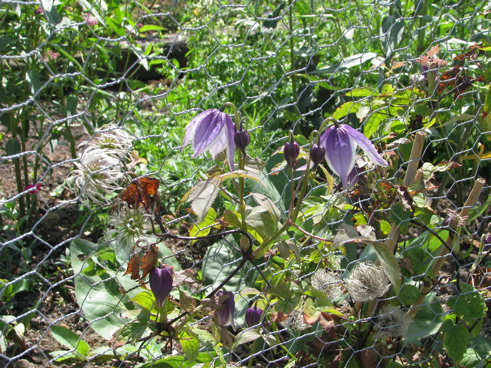 Blue Clematis (Clematis 'Mrs.Cholmondeley') — Hardy in USDA zones 4 through 8, Clematis 'Mrs; vine with blue and lavender blooms