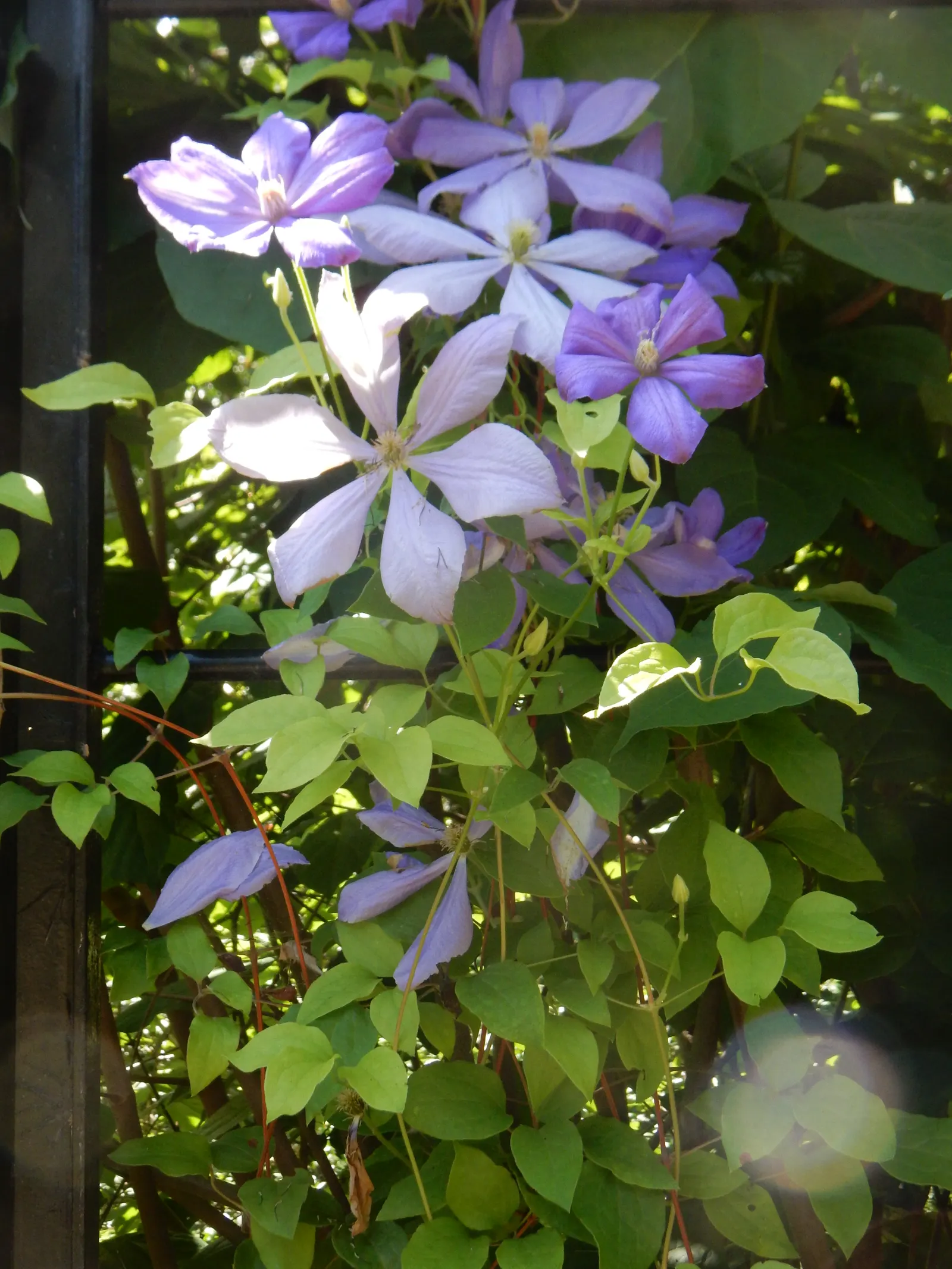 Blue Clematis (Clematis 'Mrs.Cholmondeley') — Cholmondeley' is an early bloomer; plant in well-drained soil with the base shaded and crown in full sun to