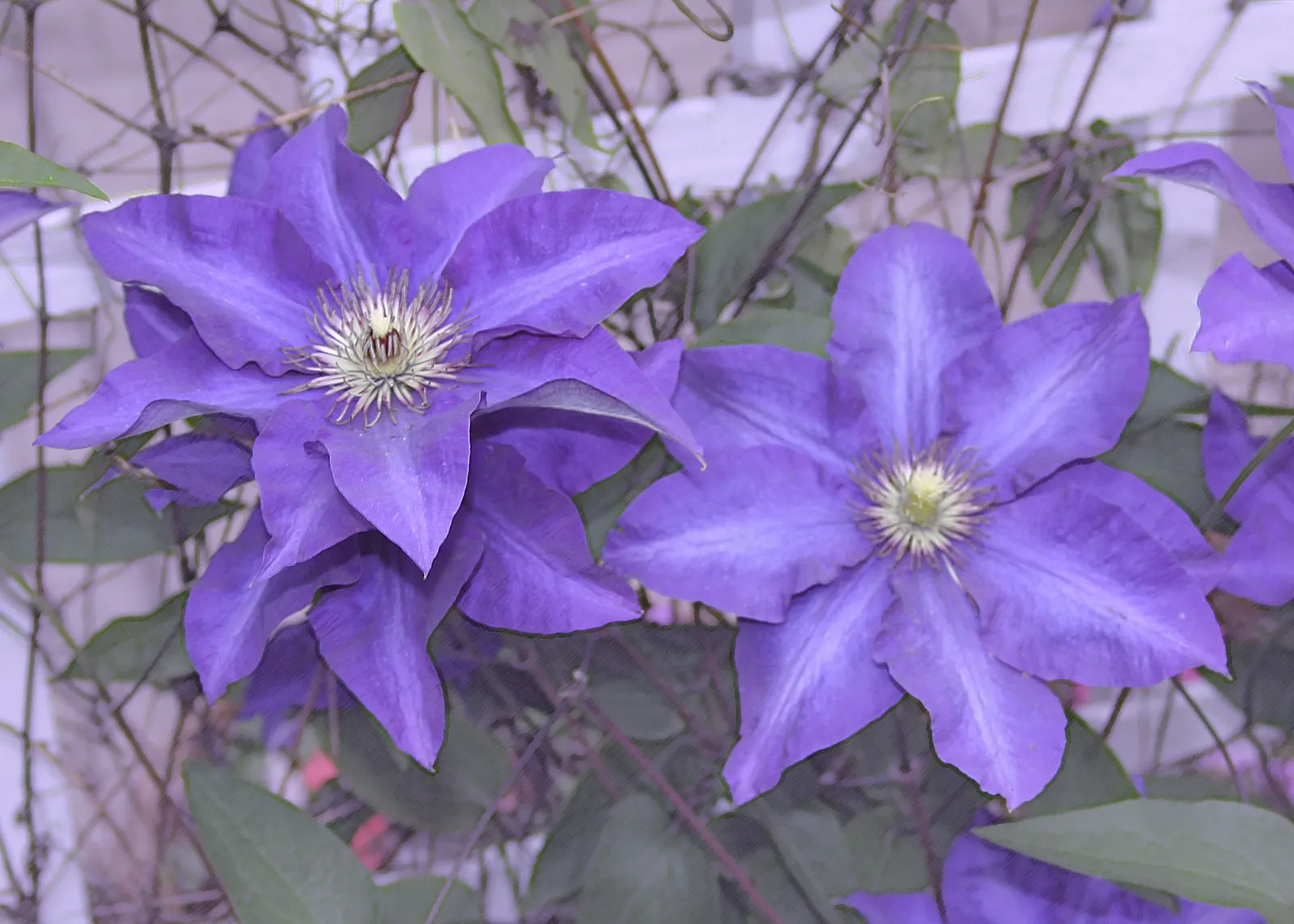 Blue Clematis (Clematis 'Mrs.Cholmondeley') — Plant in well-drained soil with the base shaded and crown in full sun to partial shade; lavender-blue