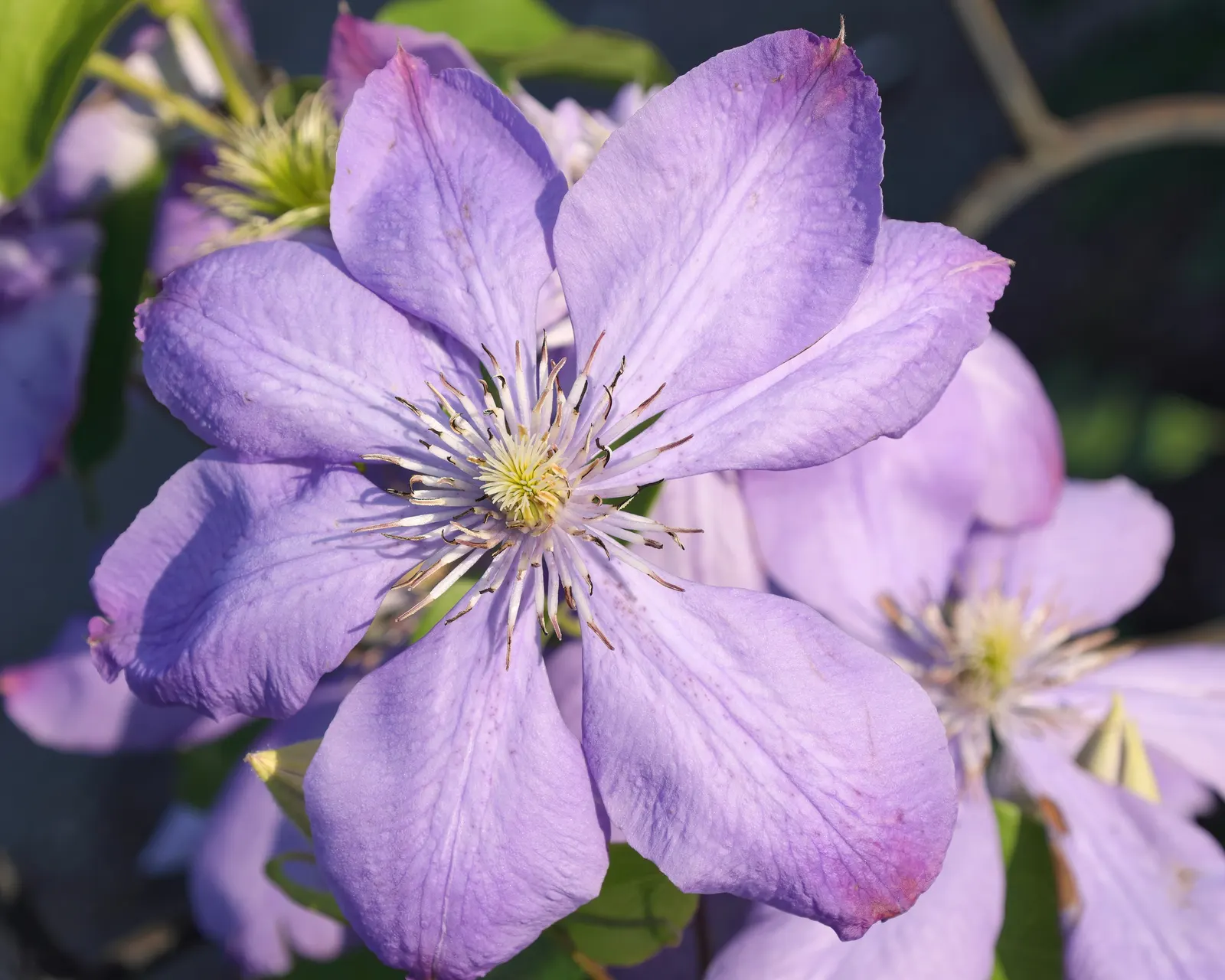 Blue Clematis (Clematis 'Mrs.Cholmondeley') — When integrating into a landscape; thriving in USDA zones 4-9, it reaches heights of 8-12 feet and, image 83