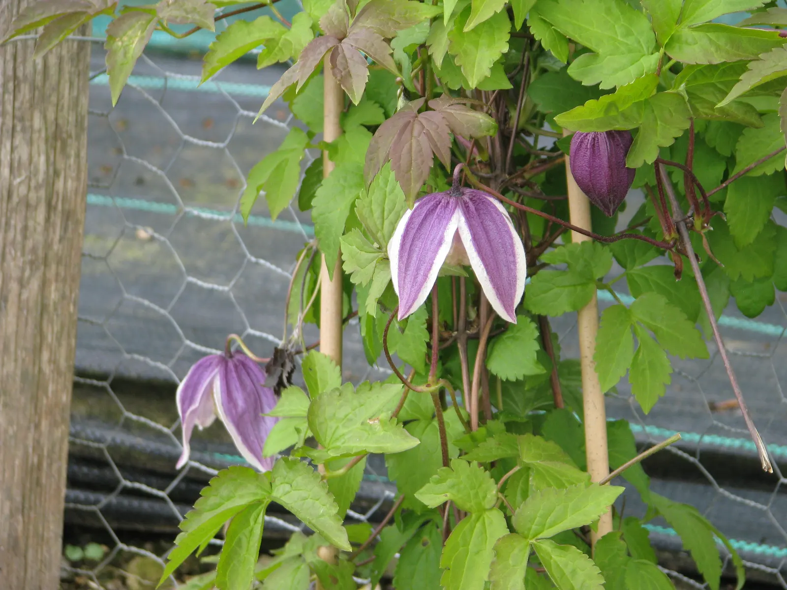 Blue Clematis (Clematis 'Mrs.Cholmondeley') — Plant in well-drained soil with the base shaded and crown in full sun to partial shade; lavender-blue, image 50