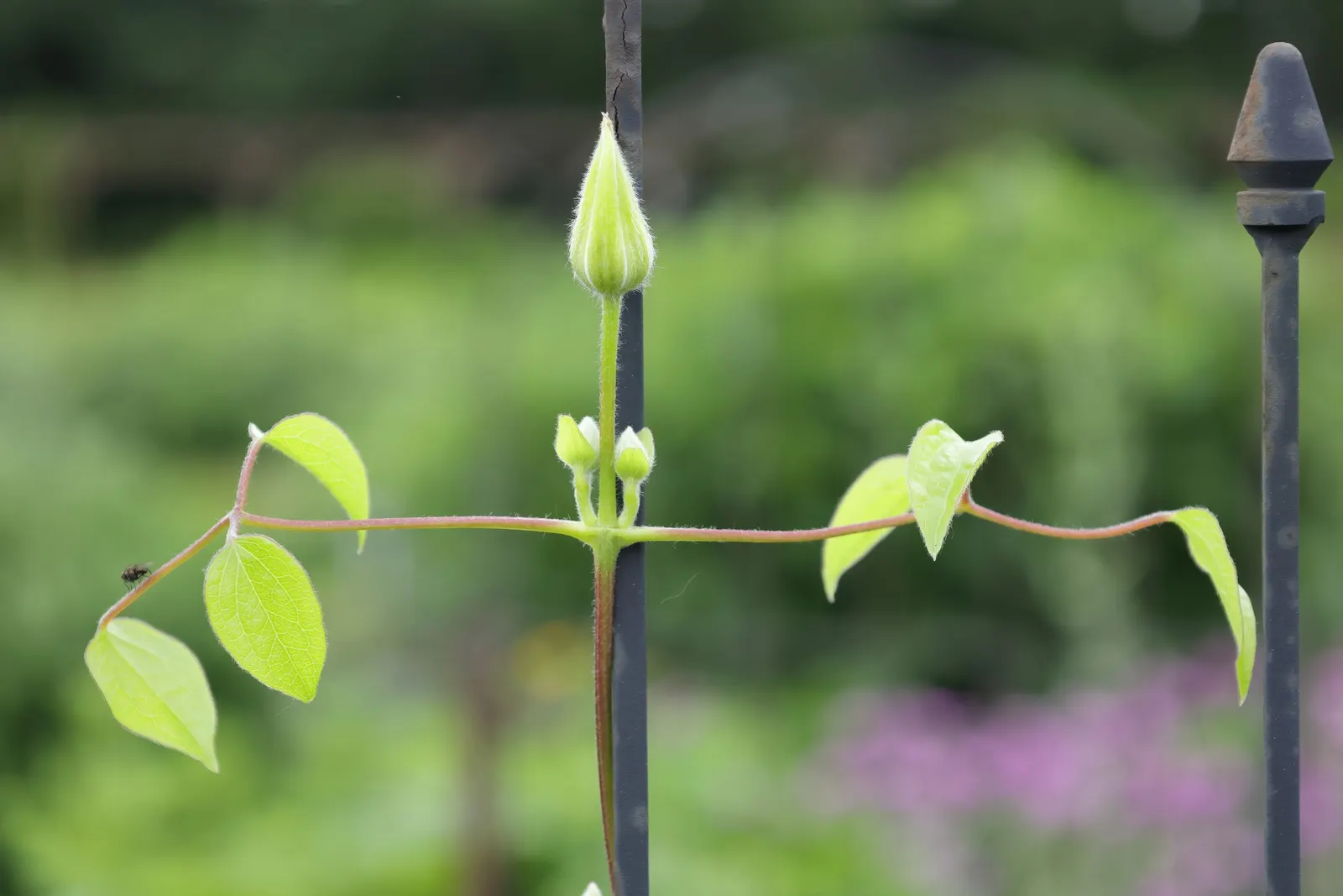 Blue Clematis (Clematis 'Mrs.Cholmondeley') — Thriving in USDA zones 4-9, it reaches heights of 8-12 feet and spreads 3-4 feet; providing the plant, image 72