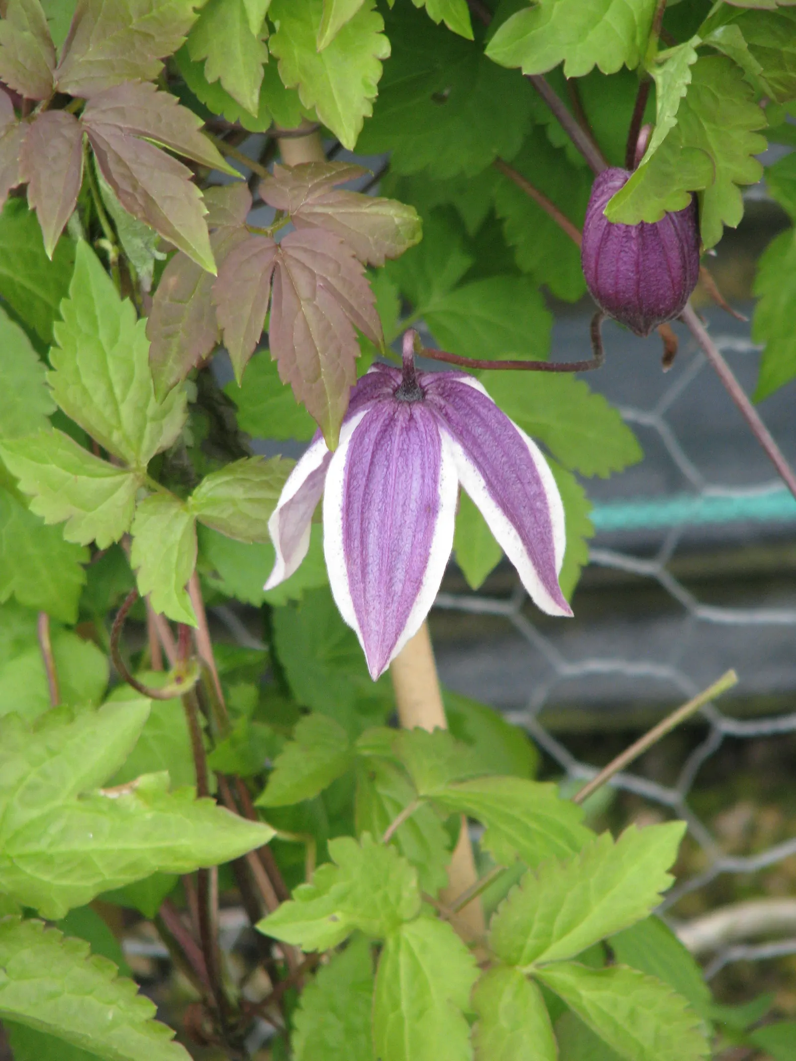 Blue Clematis (Clematis 'Mrs.Cholmondeley') — Prune lightly in late winter