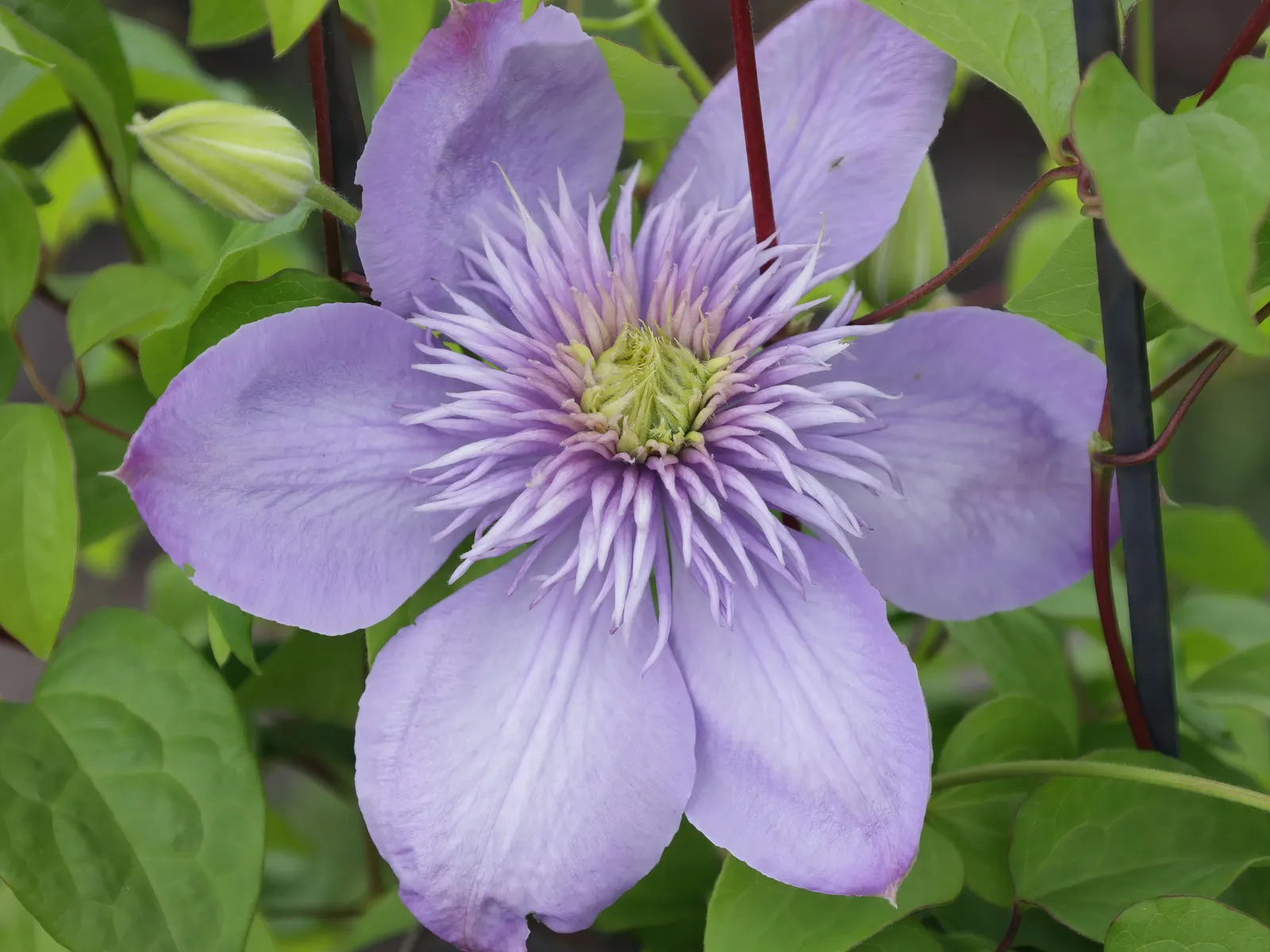 Blue Clematis (Clematis 'Mrs.Cholmondeley') — Hardy in USDA zones 4 through 8, Clematis 'Mrs; vine with blue and lavender blooms, image 66