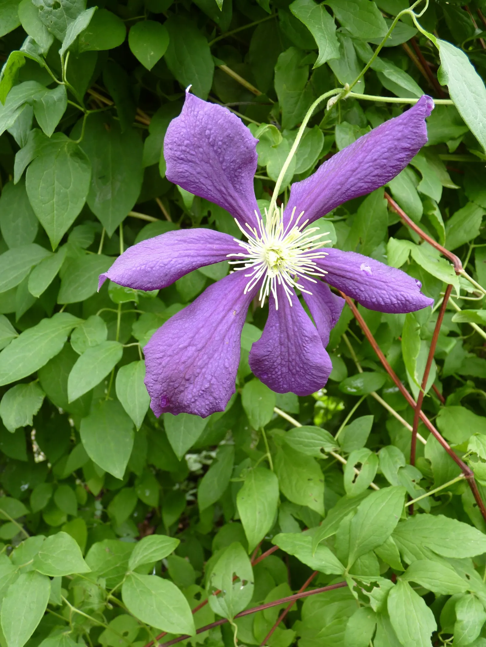 Blue Clematis (Clematis 'Mrs.Cholmondeley') — Thriving in USDA zones 4-9, it reaches heights of 8-12 feet and spreads 3-4 feet; providing the plant with ample