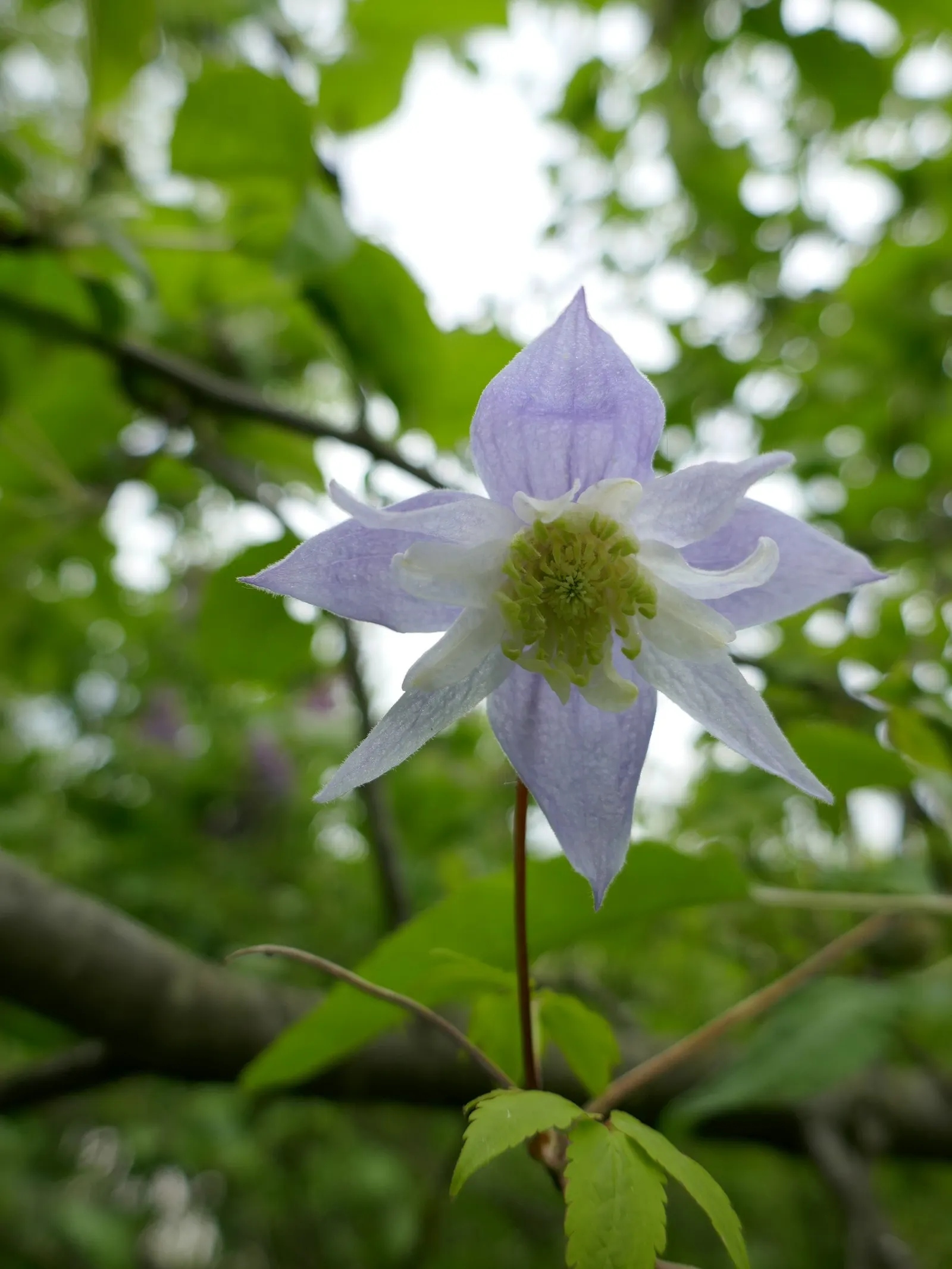 Blue Clematis (Clematis 'Mrs.Cholmondeley') — Hardy in USDA zones 4 through 8, Clematis 'Mrs