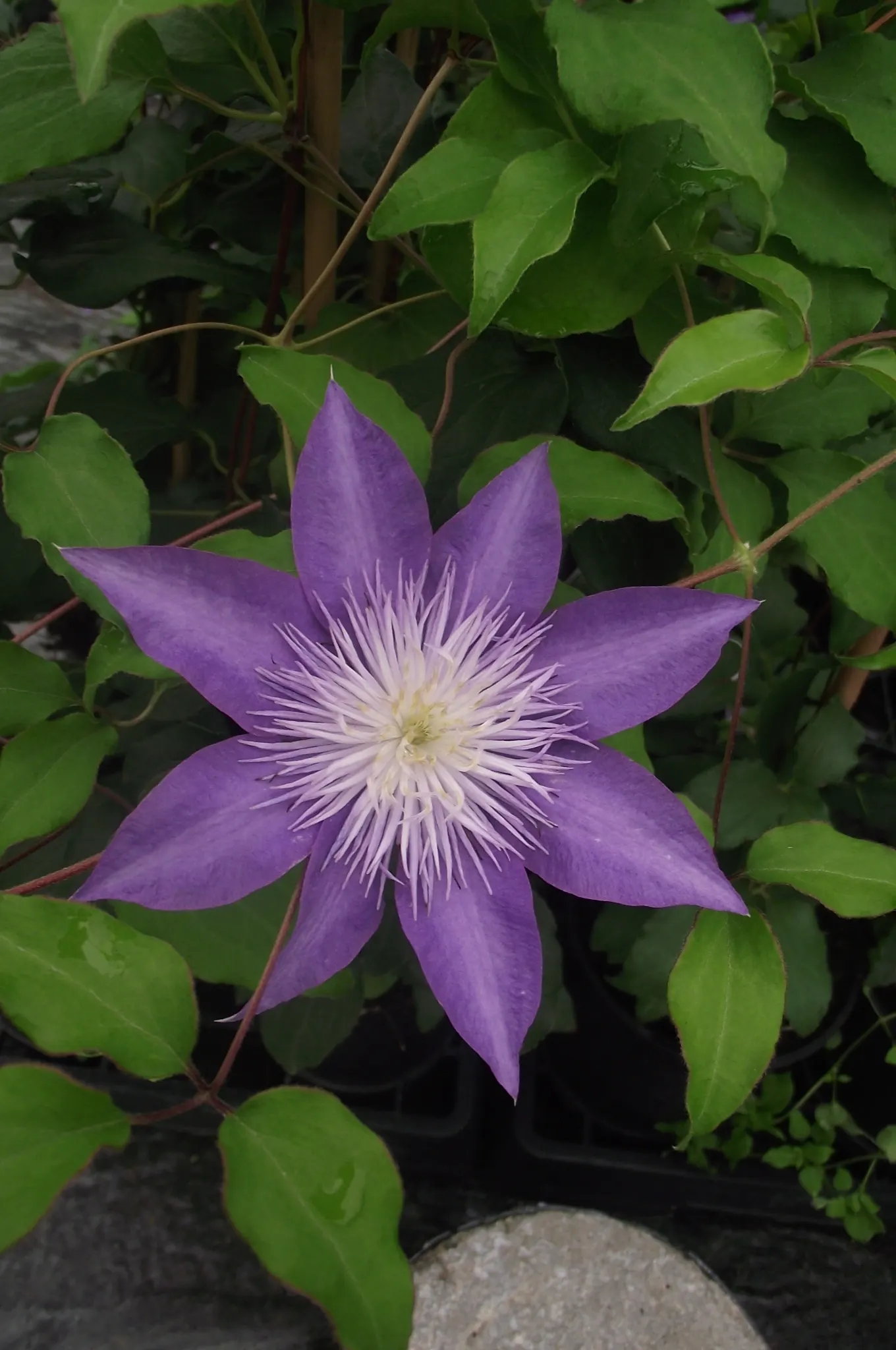 Blue Clematis (Clematis 'Mrs.Cholmondeley') — An east- or west-facing position is ideal; cholmondeley' is an early bloomer