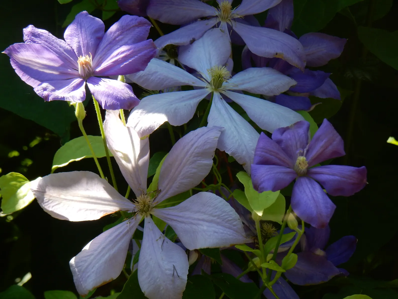 Blue Clematis (Clematis 'Mrs.Cholmondeley') — A stunning climber, ideal for trellises and arbors; or arbors to showcase its vertical beauty