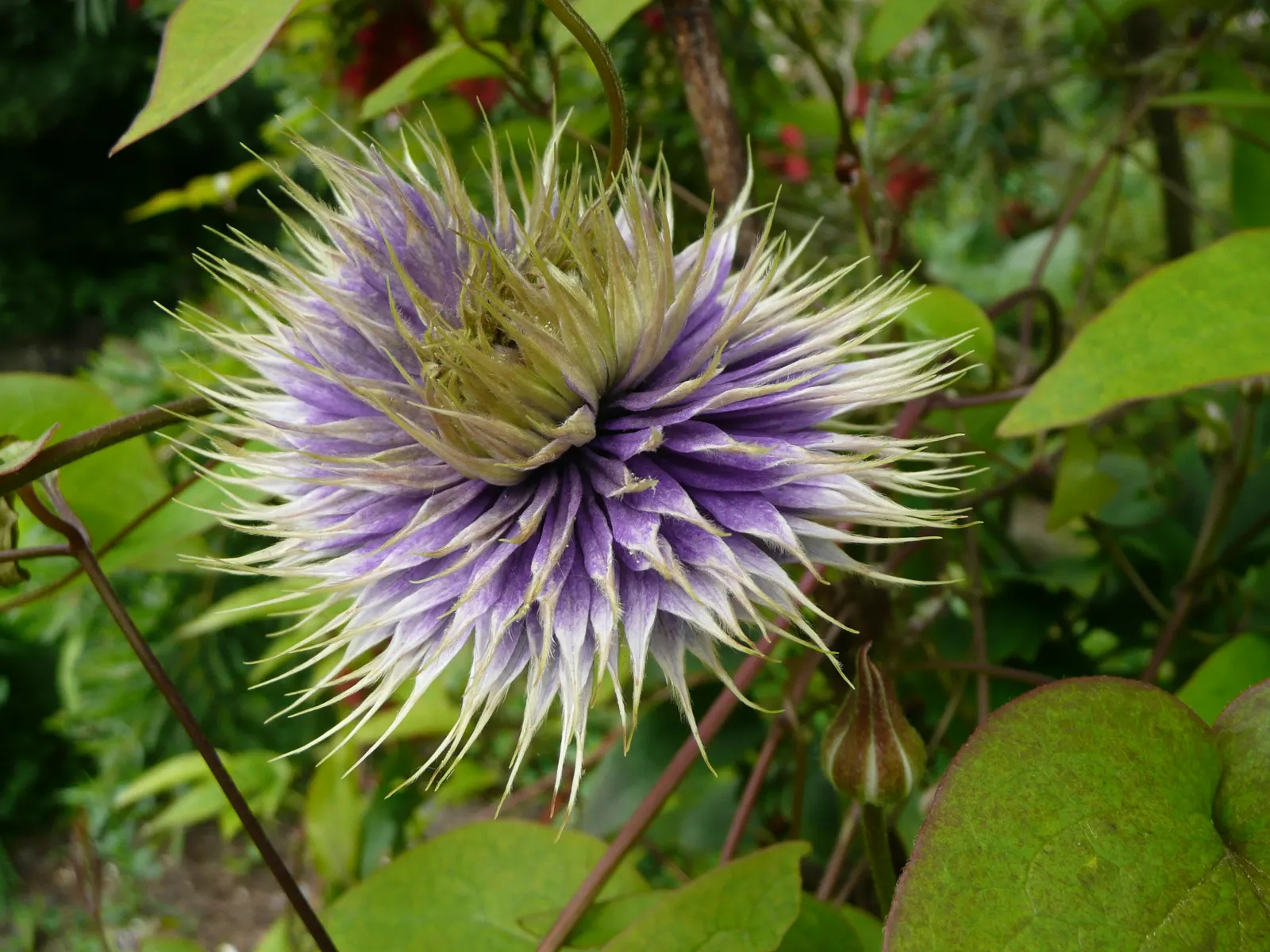 Blue Clematis (Clematis 'Mrs.Cholmondeley') — providing the plant with ample sunlight on its flowering tops while keeping the root zone shaded and, image 64