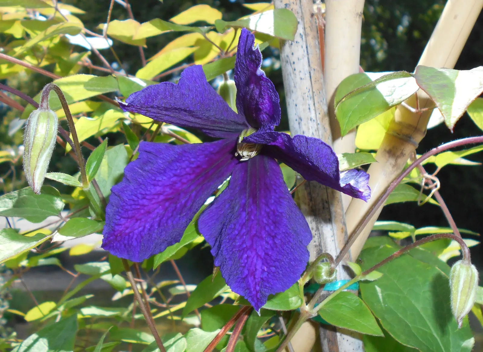 Blue Clematis (Clematis 'Mrs.Cholmondeley') — Cholmondeley' is a Group 2 or B type, indicating that it produces flowers on both old and new wood, image 35