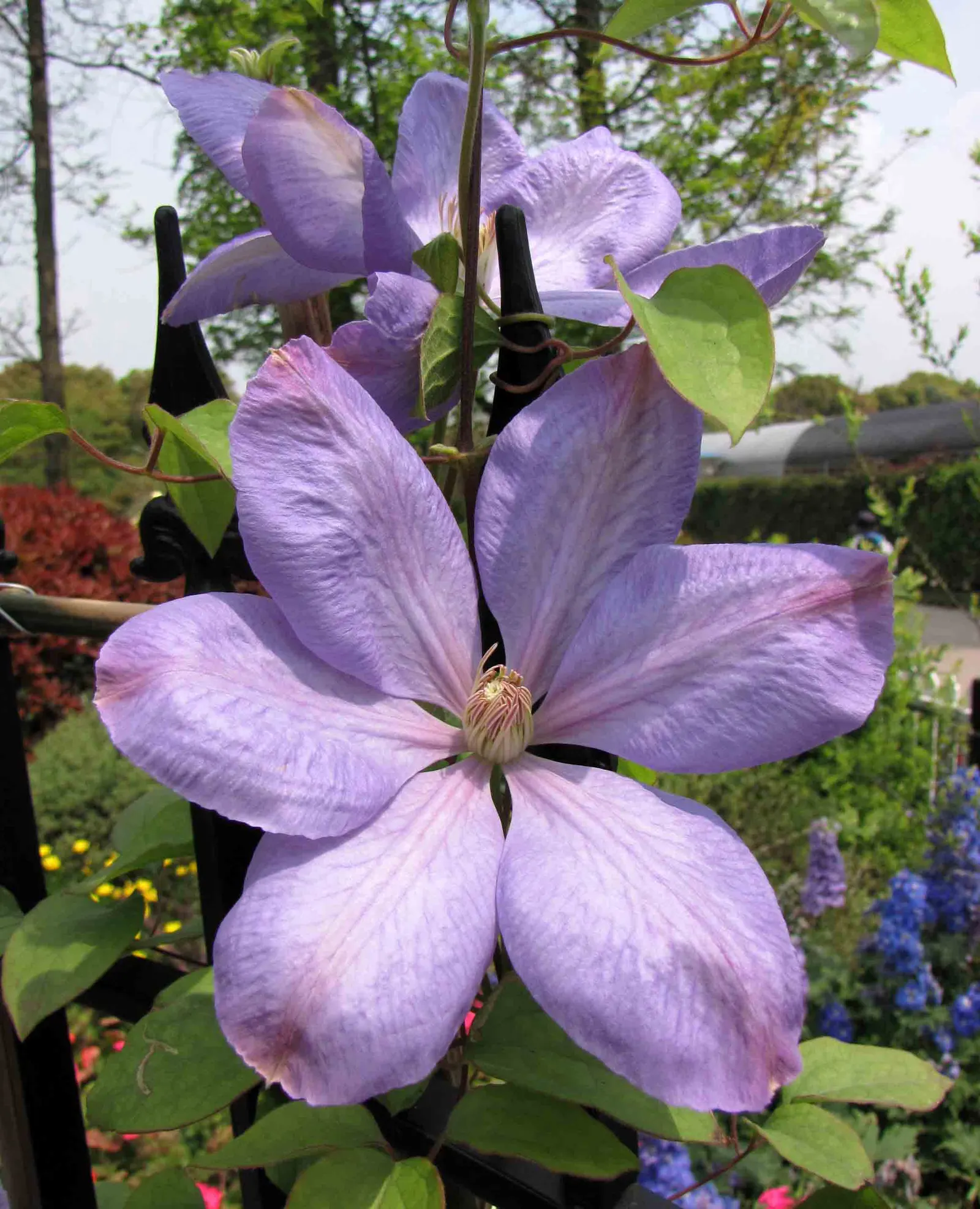 Blue Clematis (Clematis 'Mrs.Cholmondeley') — or arbors to showcase its vertical beauty; an east- or west-facing position is ideal