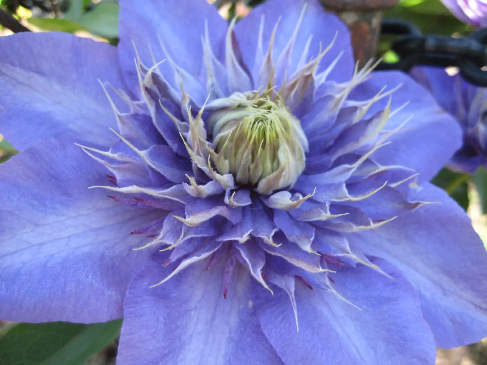 Blue Clematis (Clematis 'Mrs.Cholmondeley') — Each blossom measures about 6 to 8 inches across and boasts a classic clematis form