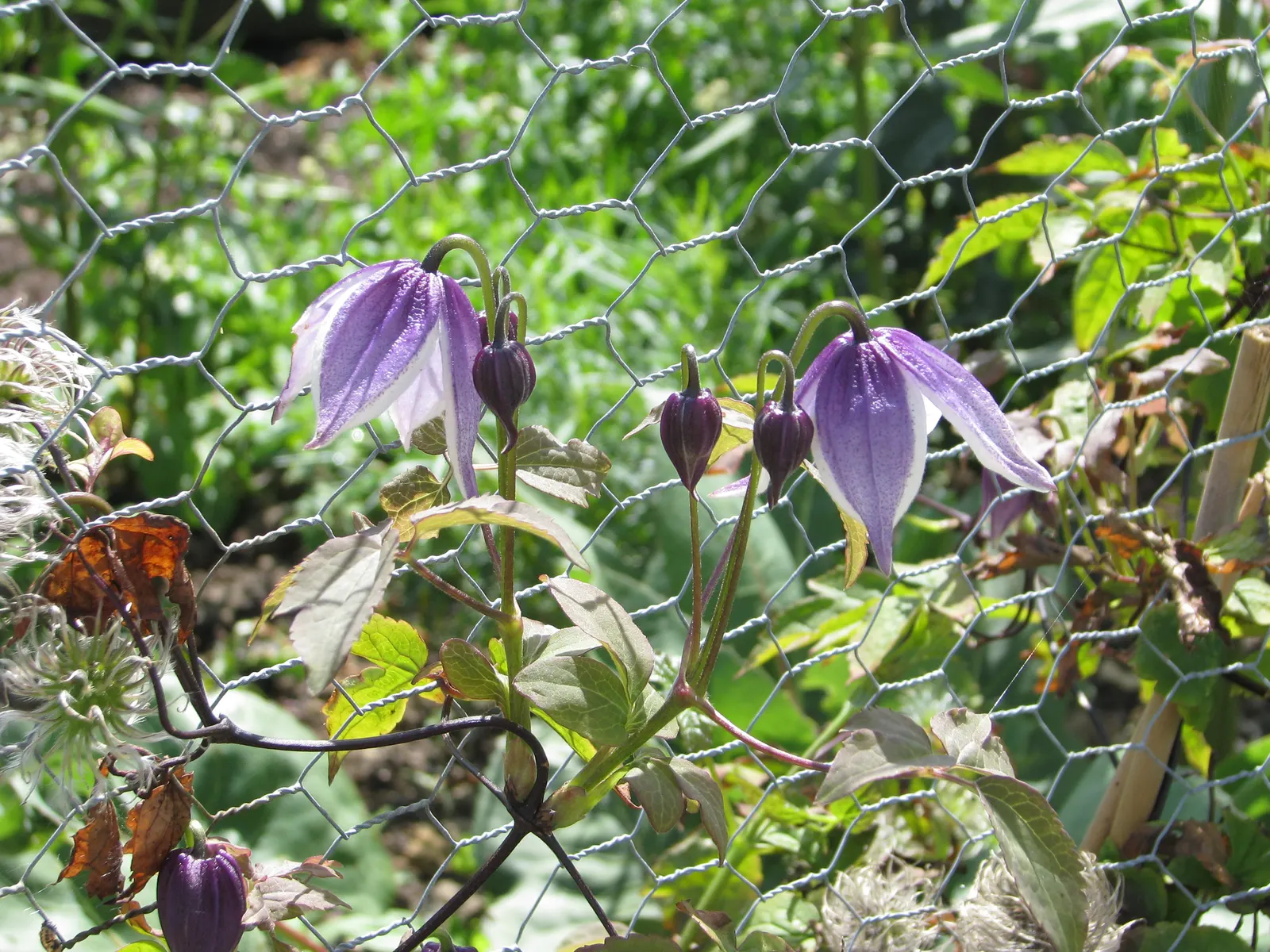 Blue Clematis (Clematis 'Mrs.Cholmondeley') — with a spread of 3 to 4 feet; soil should be well-draining and fertile, with a consistent moisture, image 59