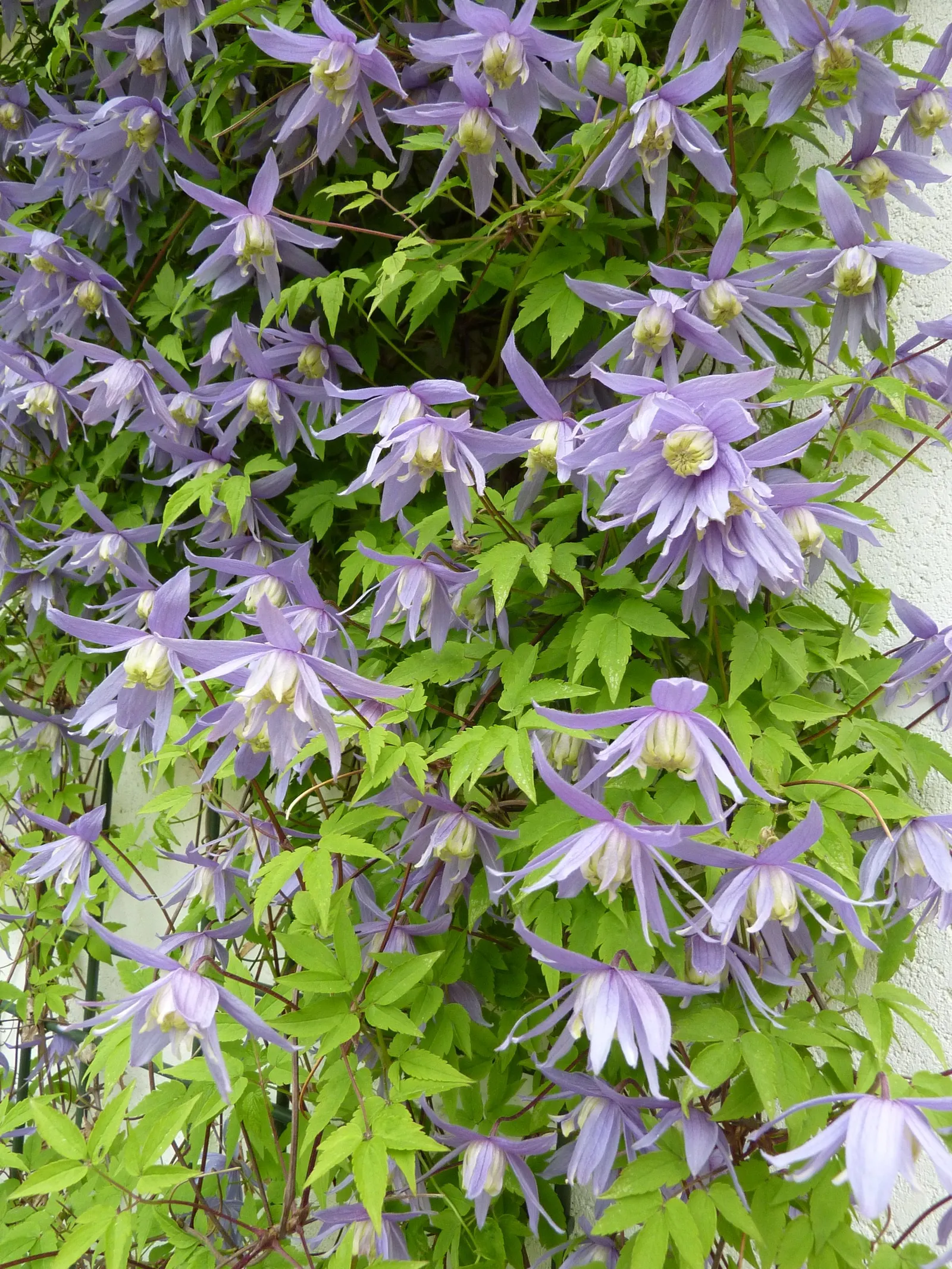 Blue Clematis (Clematis 'Mrs.Cholmondeley') — with a spread of 3 to 4 feet; soil should be well-draining and fertile, with a consistent moisture level
