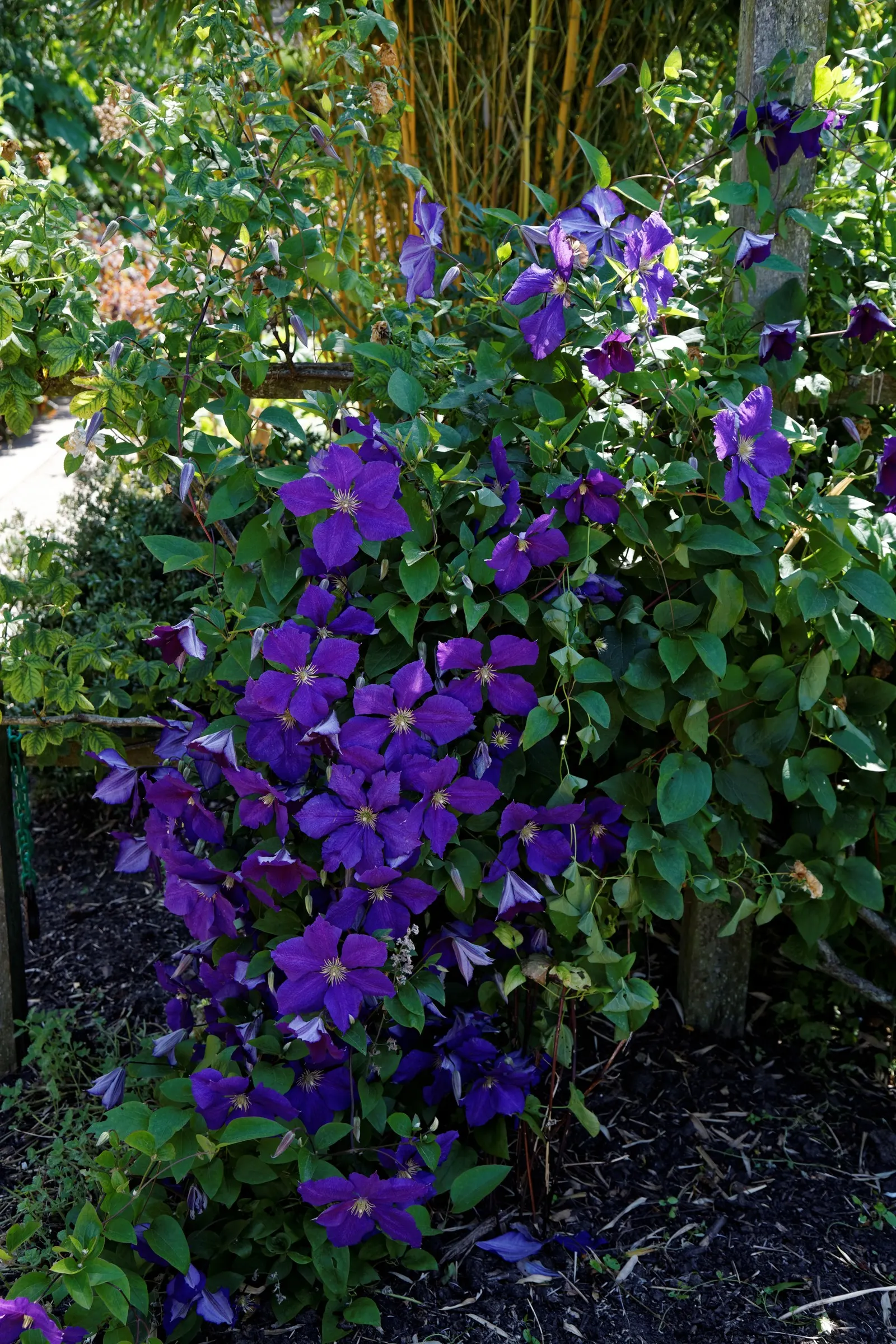 Blue Clematis (Clematis 'Mrs.Cholmondeley') — Prune lightly in late winter; each blossom measures about 6 to 8 inches across and boasts a classic clematis form