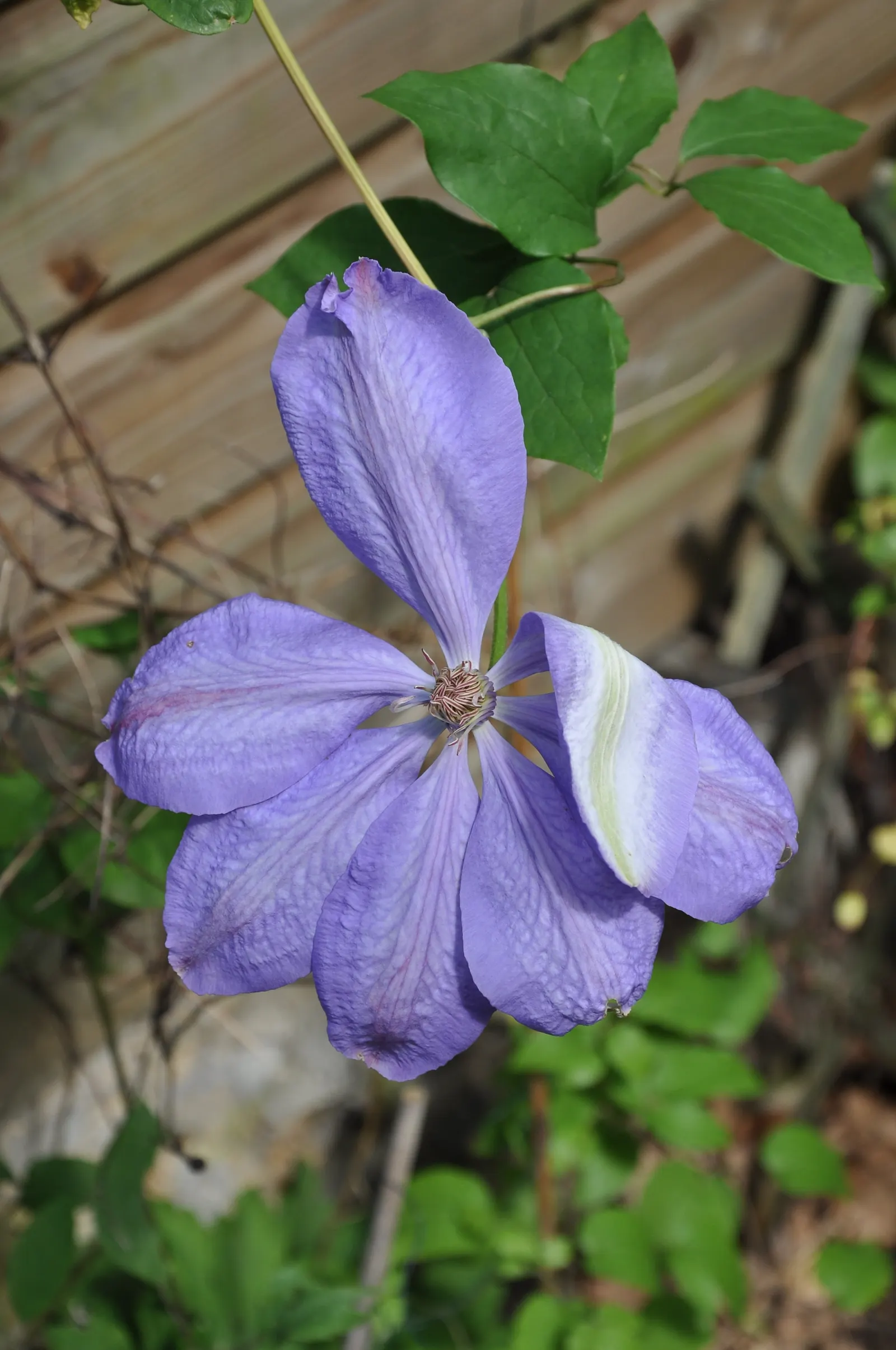 Blue Clematis (Clematis 'Mrs.Cholmondeley') — This variety blooms prolifically from late spring through early summer; prune lightly in late winter