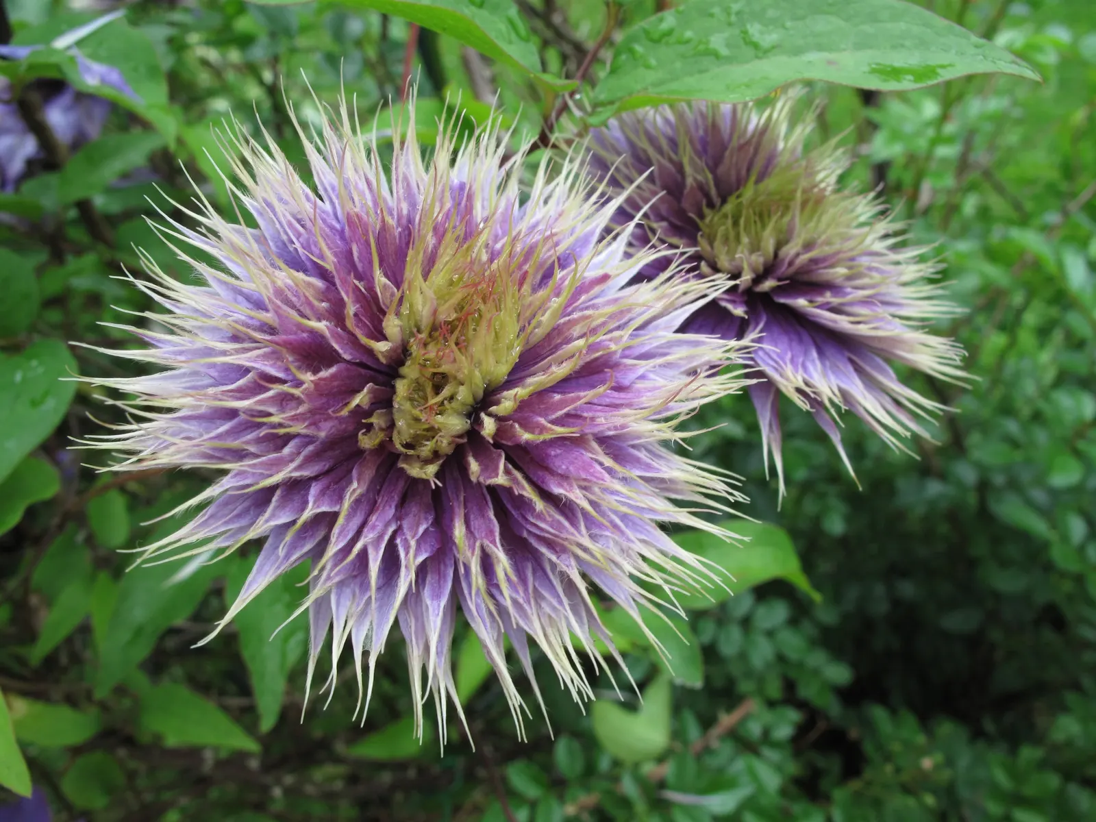 Blue Clematis (Clematis 'Mrs.Cholmondeley') — When integrating into a landscape; thriving in USDA zones 4-9, it reaches heights of 8-12 feet and spreads 3-4