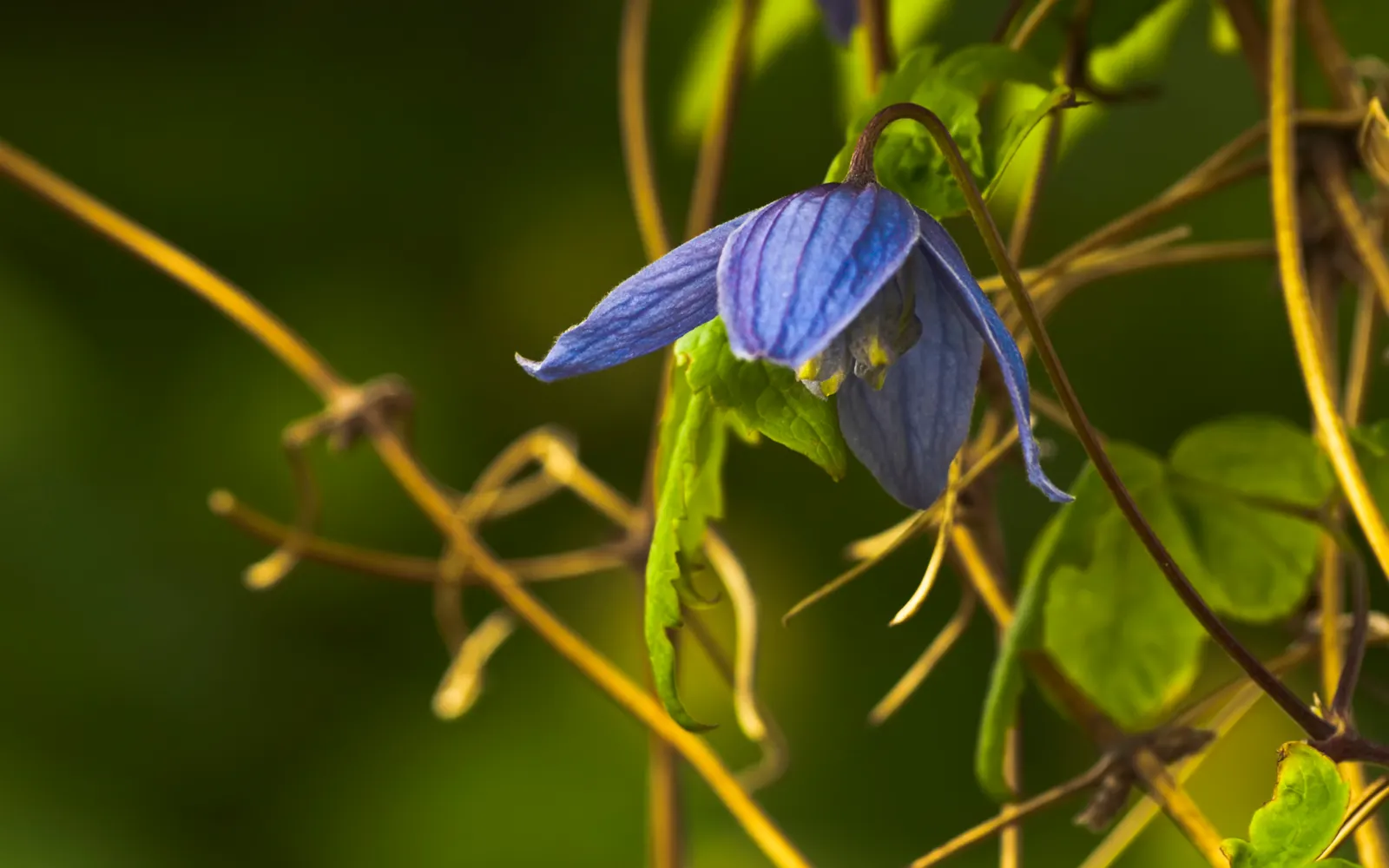 Blue Clematis (Clematis 'Mrs.Cholmondeley') — Cholmondeley' is an early bloomer; plant in well-drained soil with the base shaded and crown in full, image 47