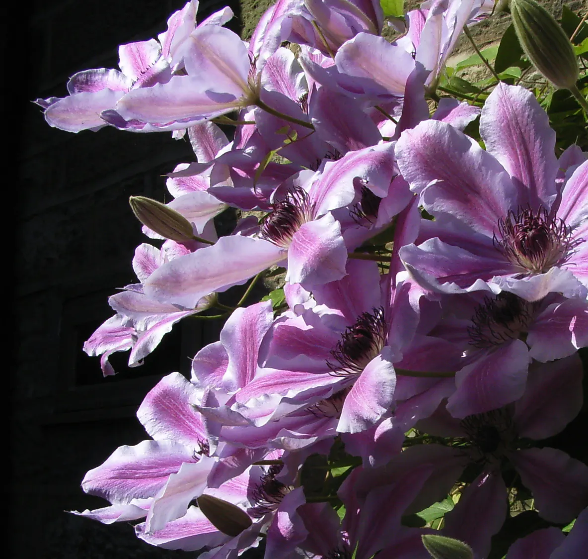 Blue Clematis (Clematis 'Mrs.Cholmondeley') — with a spread of 3 to 4 feet; soil should be well-draining and fertile, with a consistent moisture, image 82