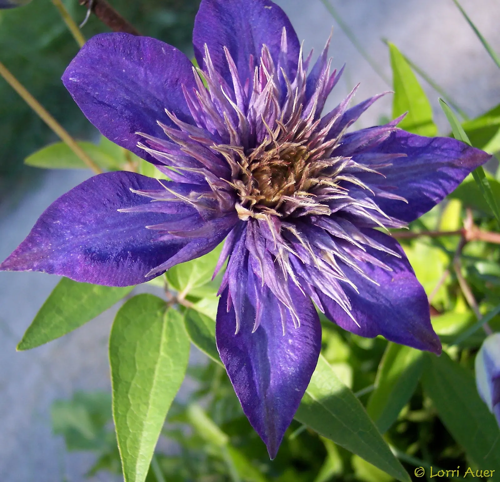 Blue Clematis (Clematis 'Mrs.Cholmondeley') — providing the plant with ample sunlight on its flowering tops while keeping the root zone shaded and cool