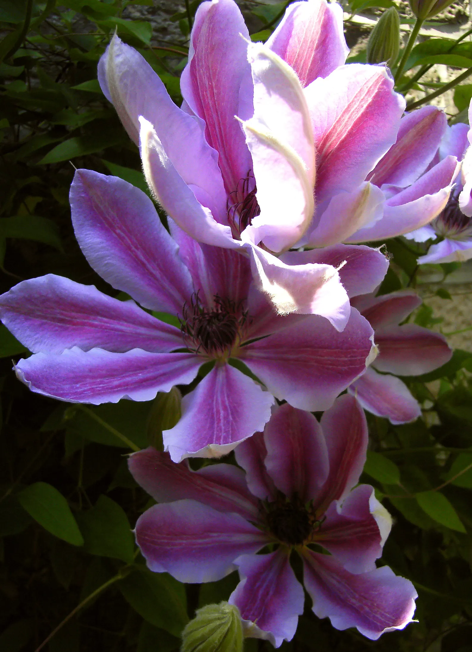 Blue Clematis (Clematis 'Mrs.Cholmondeley') — with an average of six to eight sepals that resemble petals; blue and lavender flowers in the garden, image 79