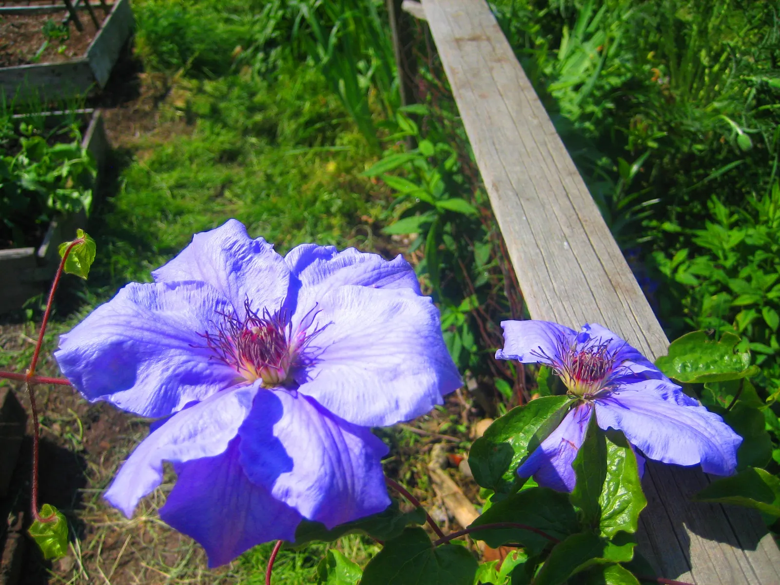 Blue Clematis (Clematis 'Mrs.Cholmondeley') — Plant in well-drained soil with the base shaded and crown in full sun to partial shade
