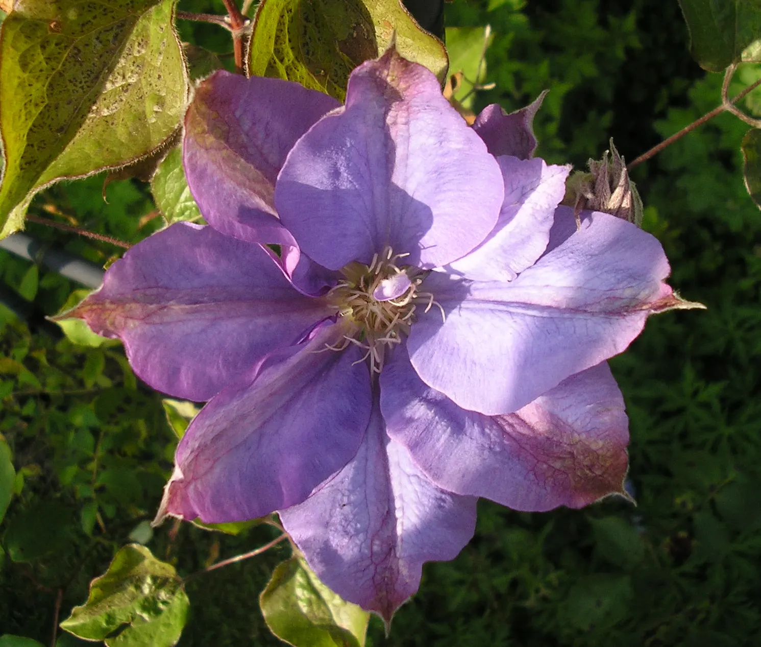 Blue Clematis (Clematis 'Mrs.Cholmondeley') — An east- or west-facing position is ideal; cholmondeley' is an early bloomer, image 86